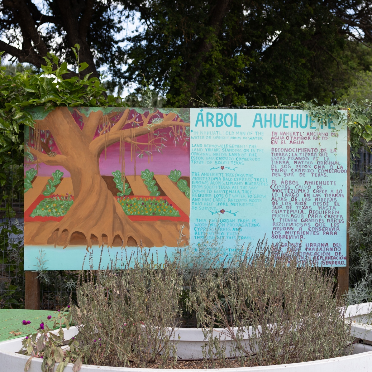 A colorful sign with information in both English and Spanish about the Montezuma cypress tree.