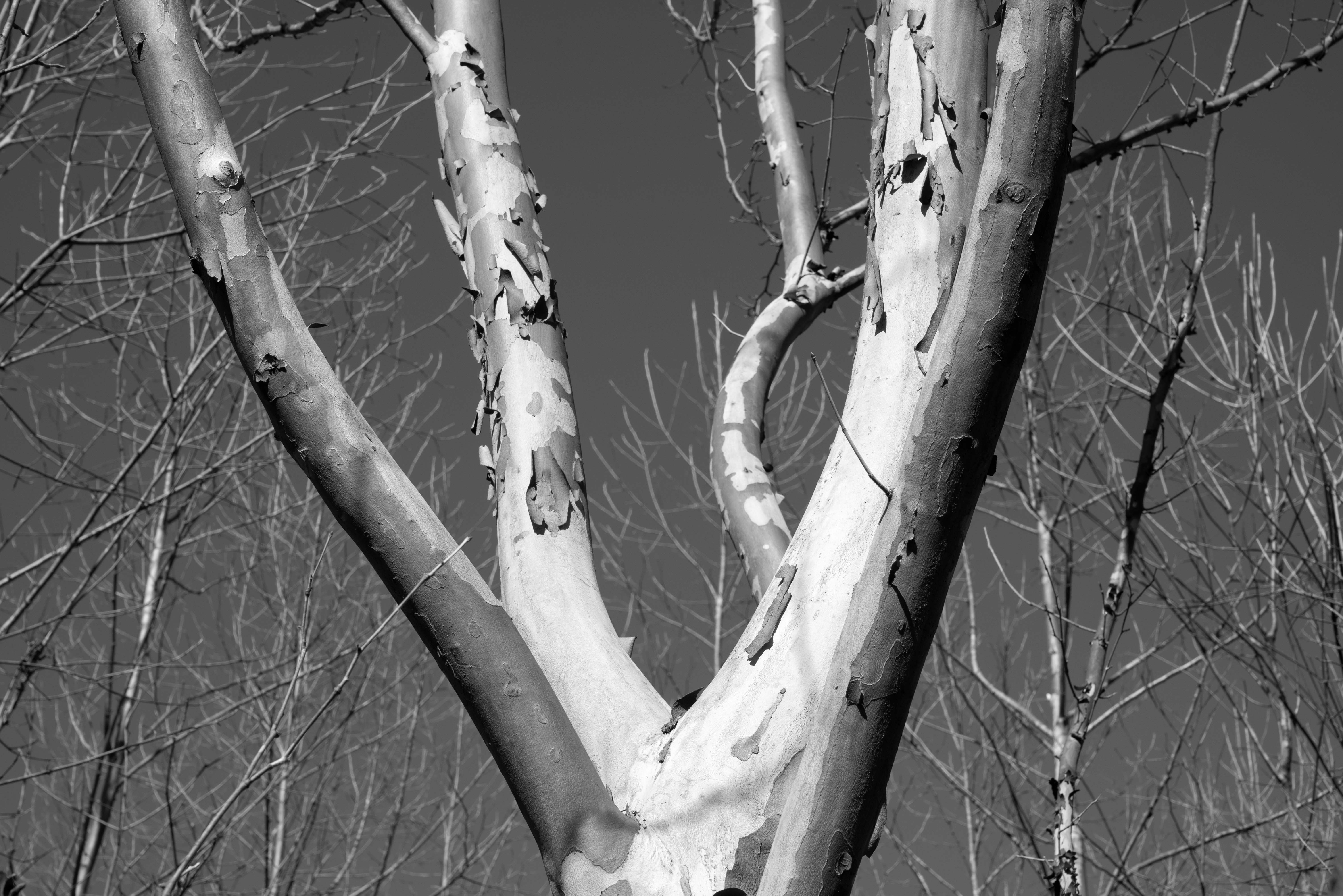 A black and white photo of a tree with no leaves. 