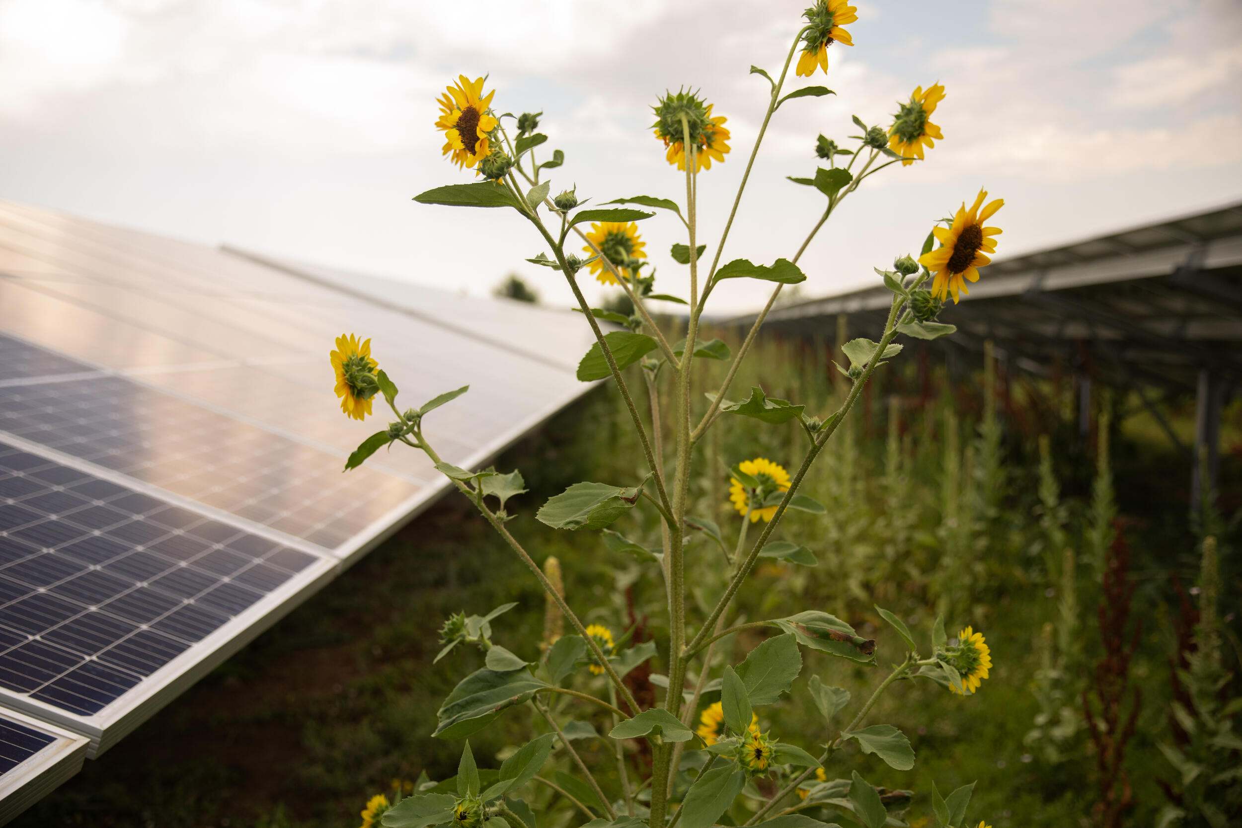 Sunflowers grow beside a photovoltaic solar panel.