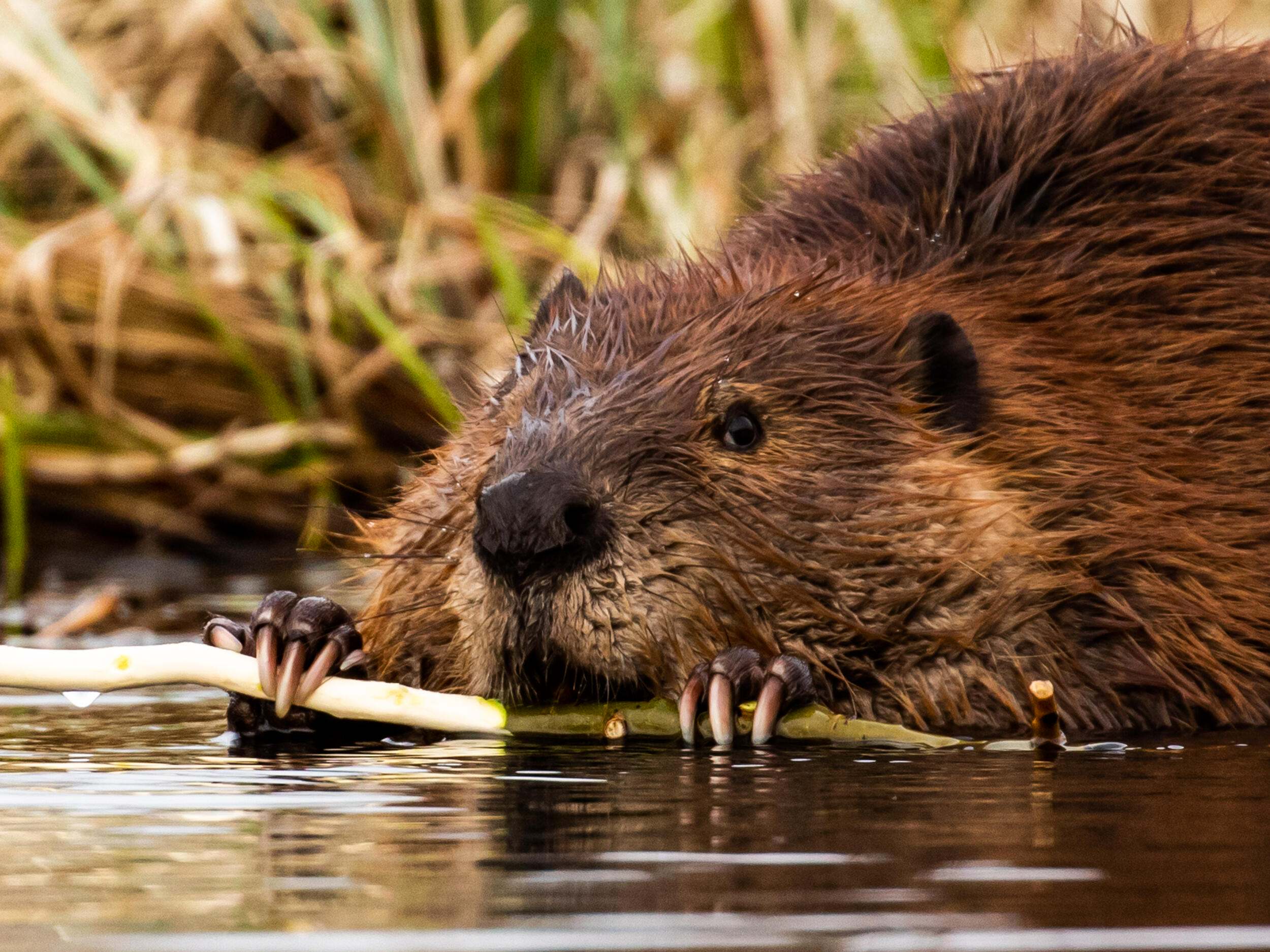 Close up of a beaver gnawing on a willow reed.