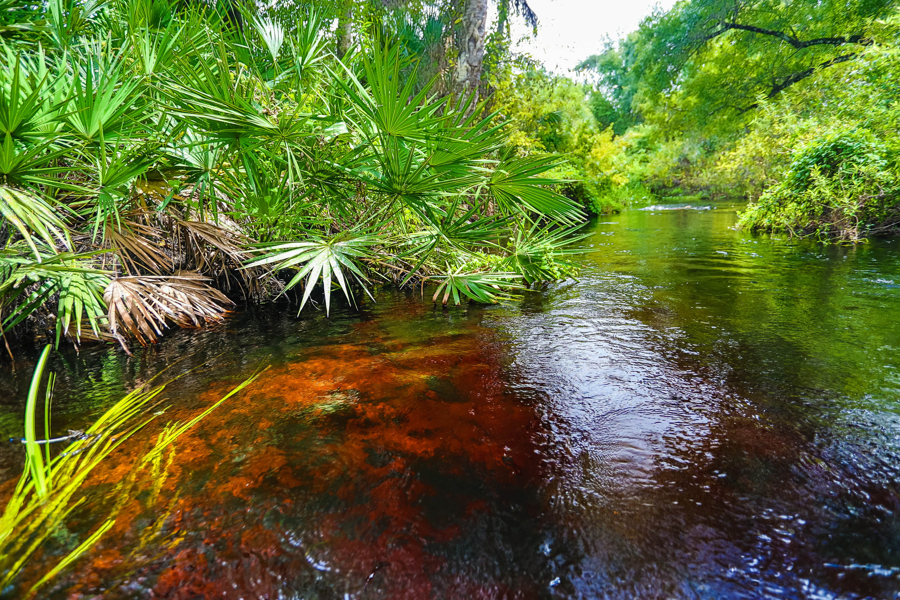 The blackwater stream flowing through vegetation at Tiger Creek Preserve.