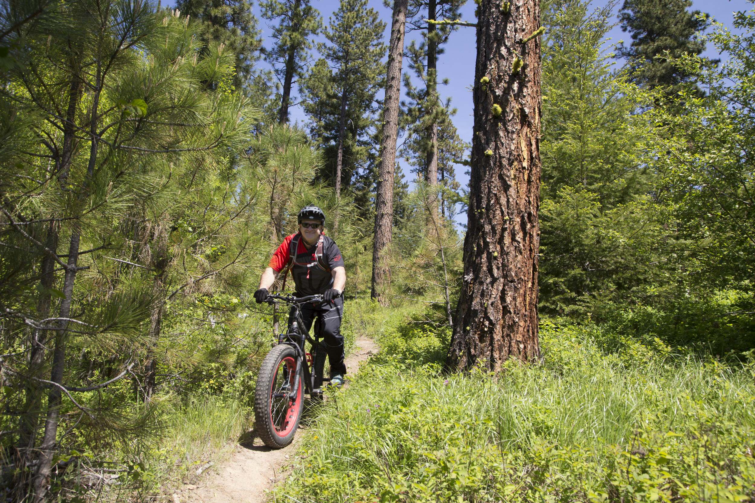 A person rides a fat-tire mountain bike along a trail in a densely wooded forest.