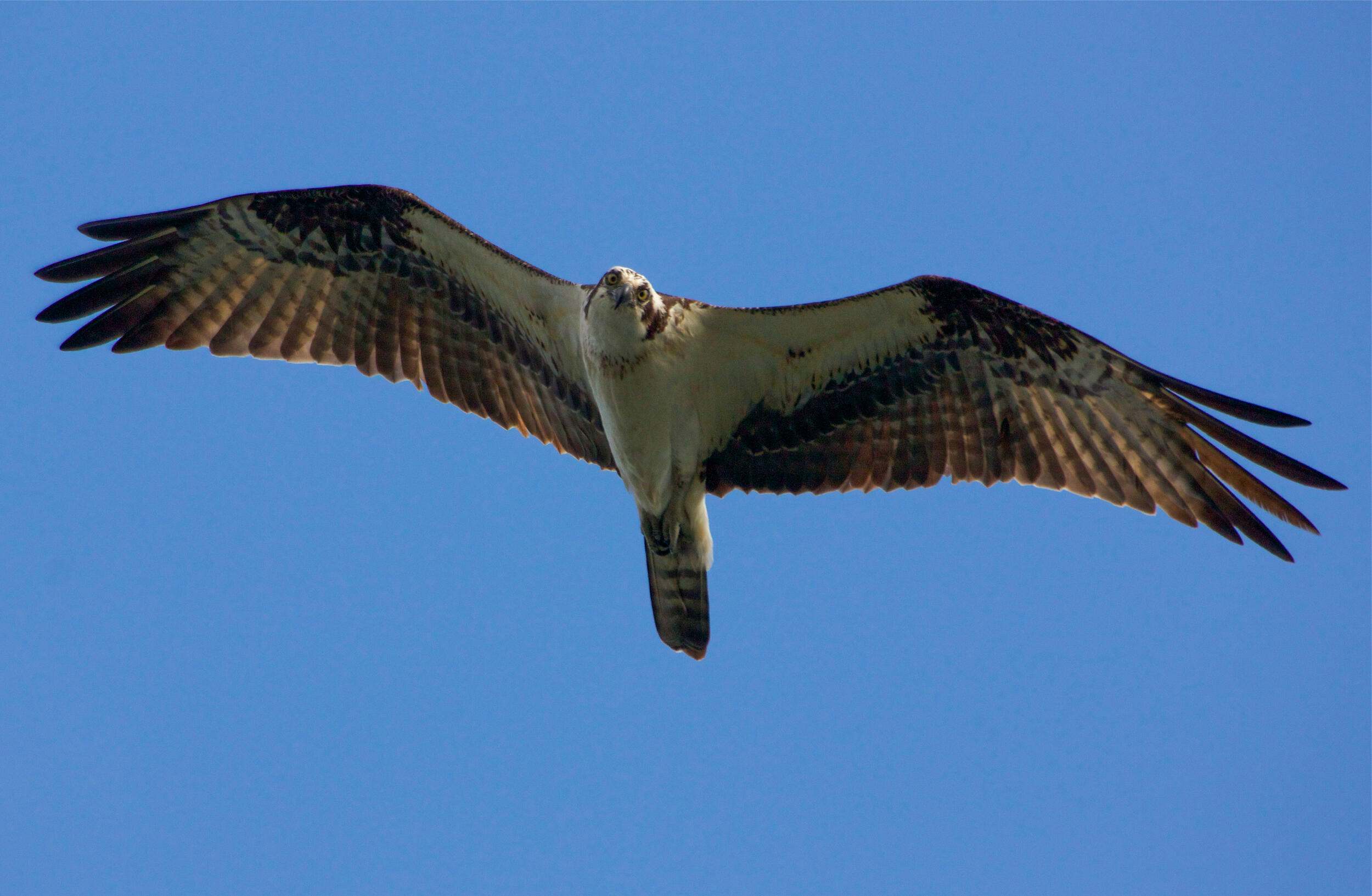 A bird with broad wings glides across a blue sky.