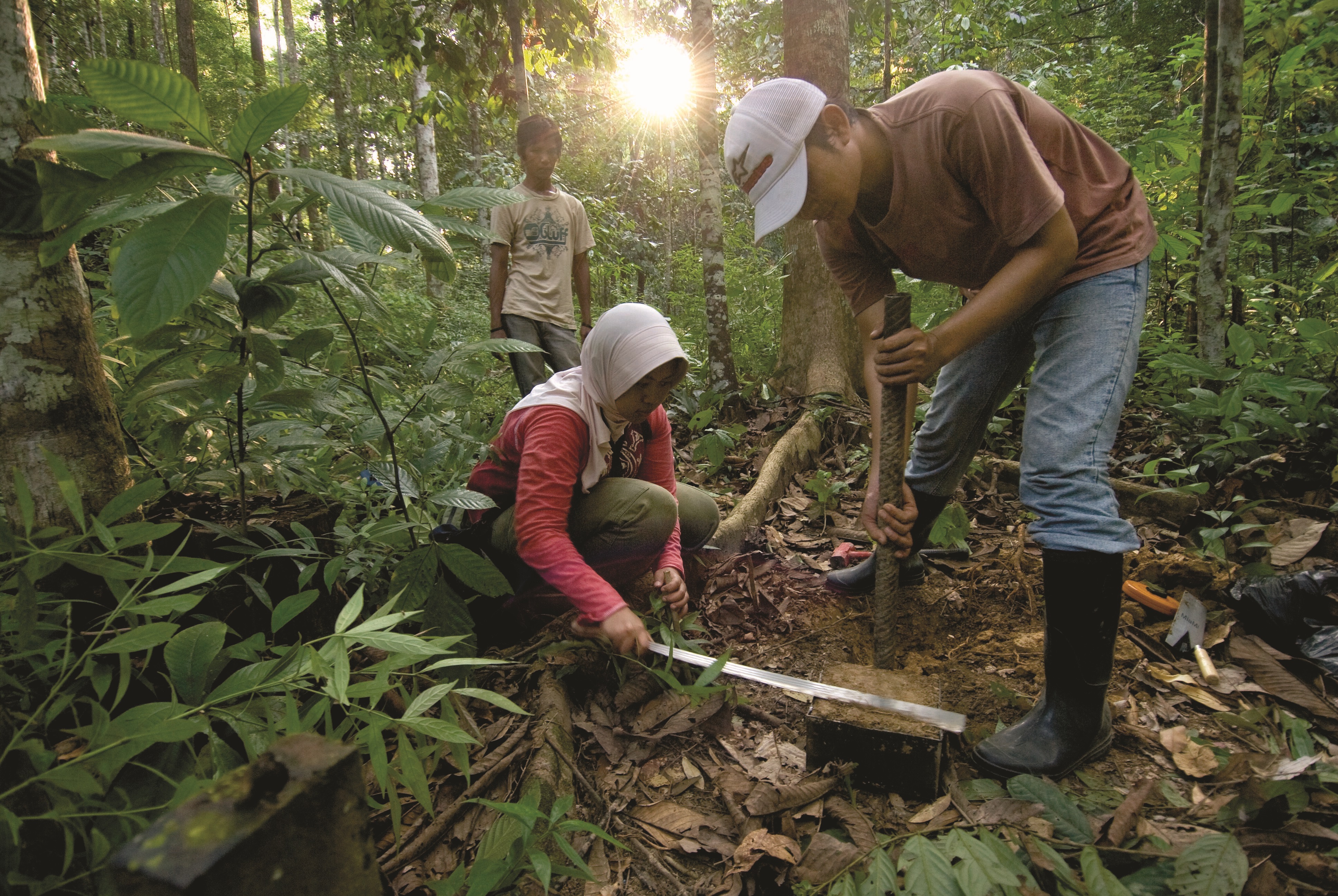 Carbon monitoring in a teak plantation in East Kalimantan, Indonesia.