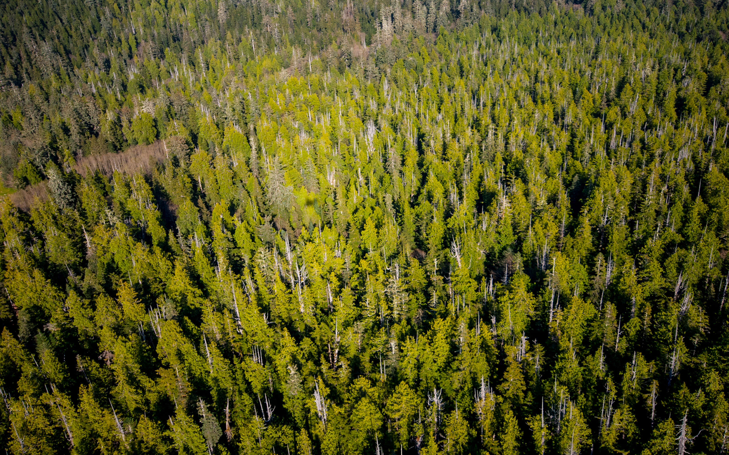 Old-growth forest at Clayoquot Sound