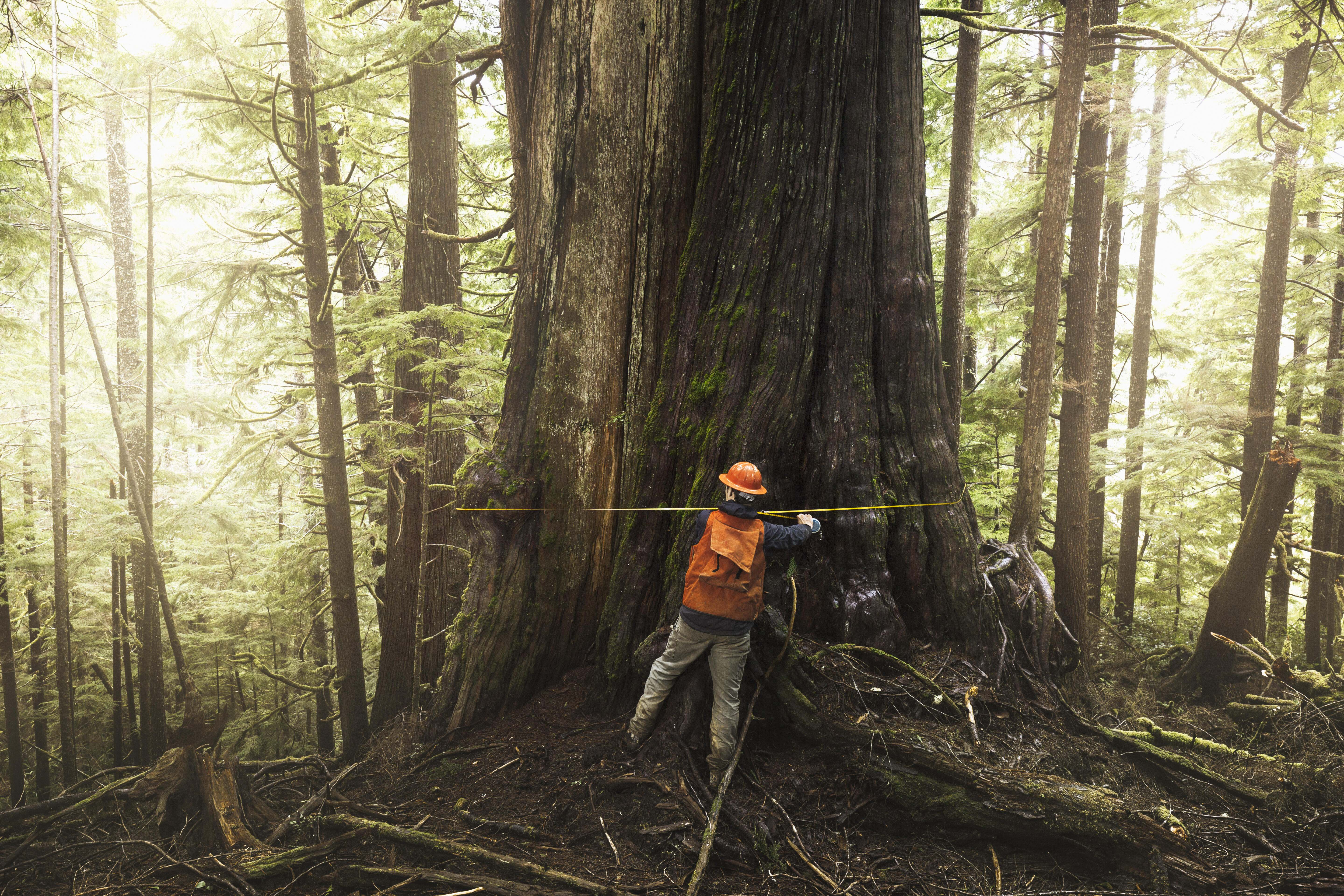 A man measures an ancient tree in an old-growth forest in Washington state.