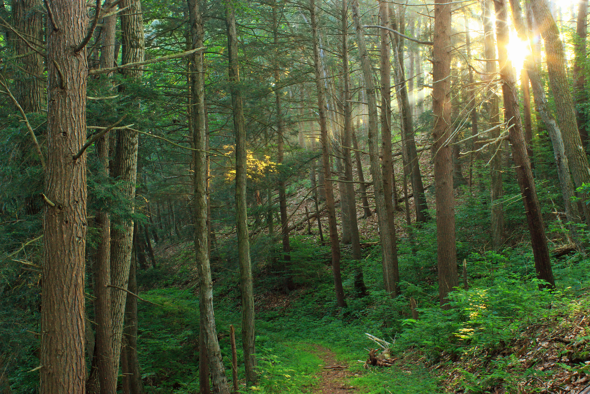 Sun shining through the trunks of trees in the Appalchians. 