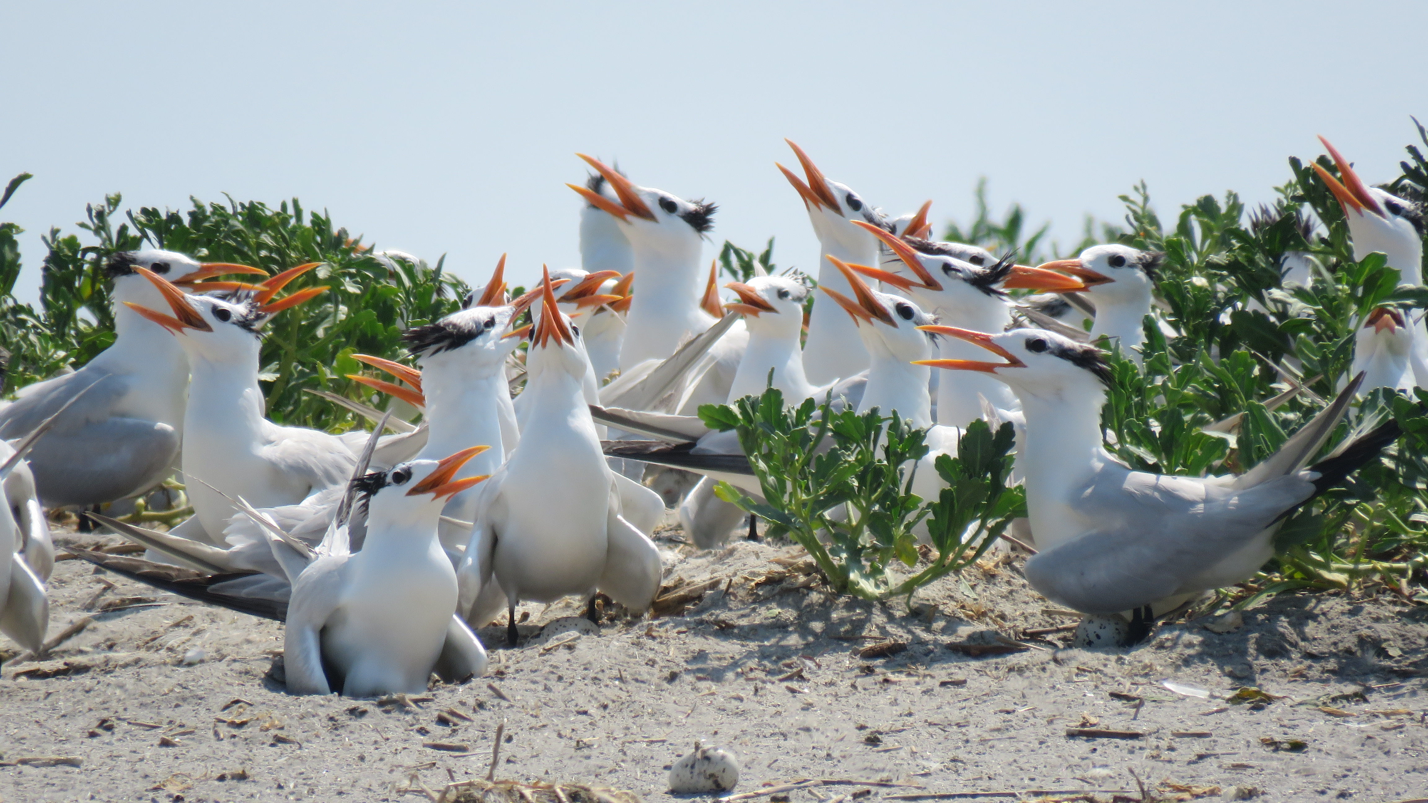 A colony of nesting royal terns on the sand point their heads and orange beaks toward the sky. 