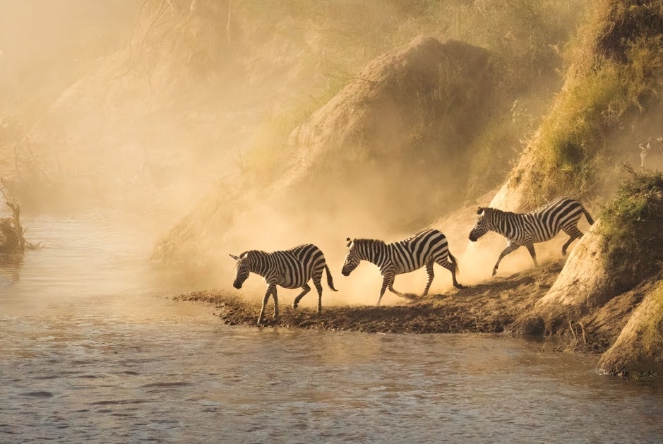 Zebras in Africa.