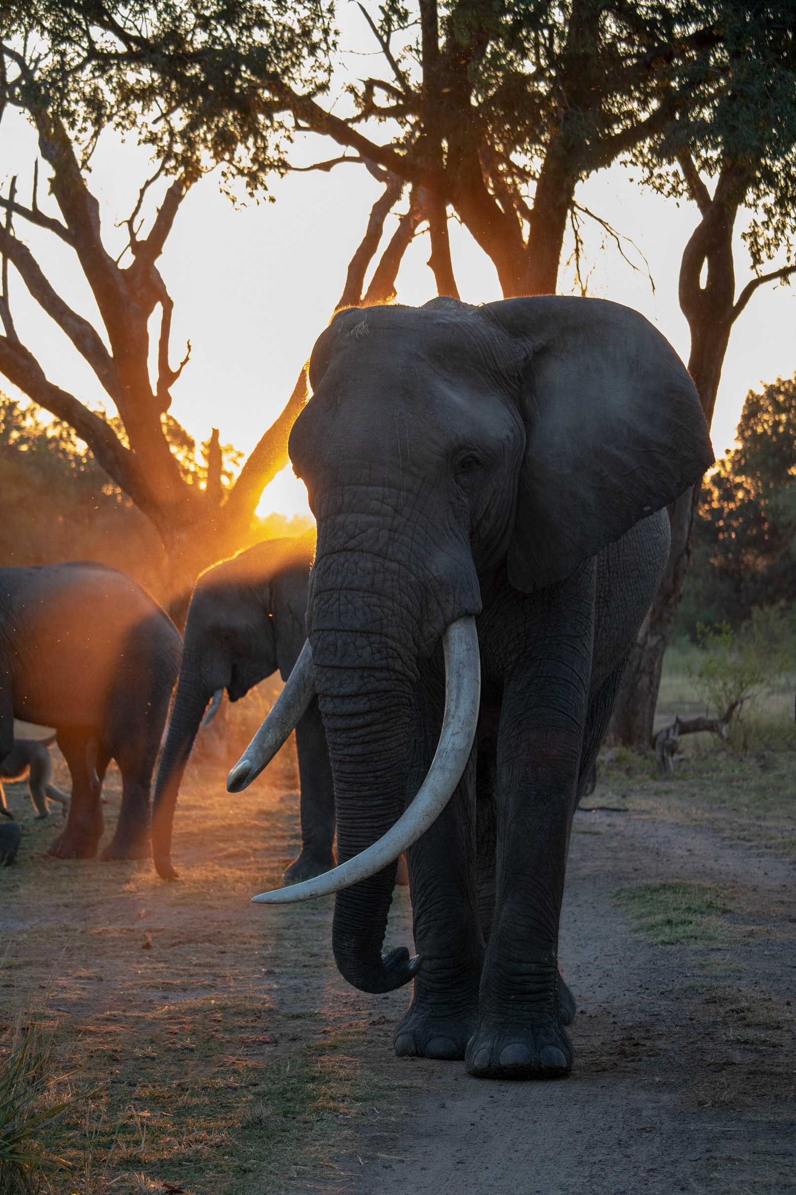 Elephant walking toward camera
