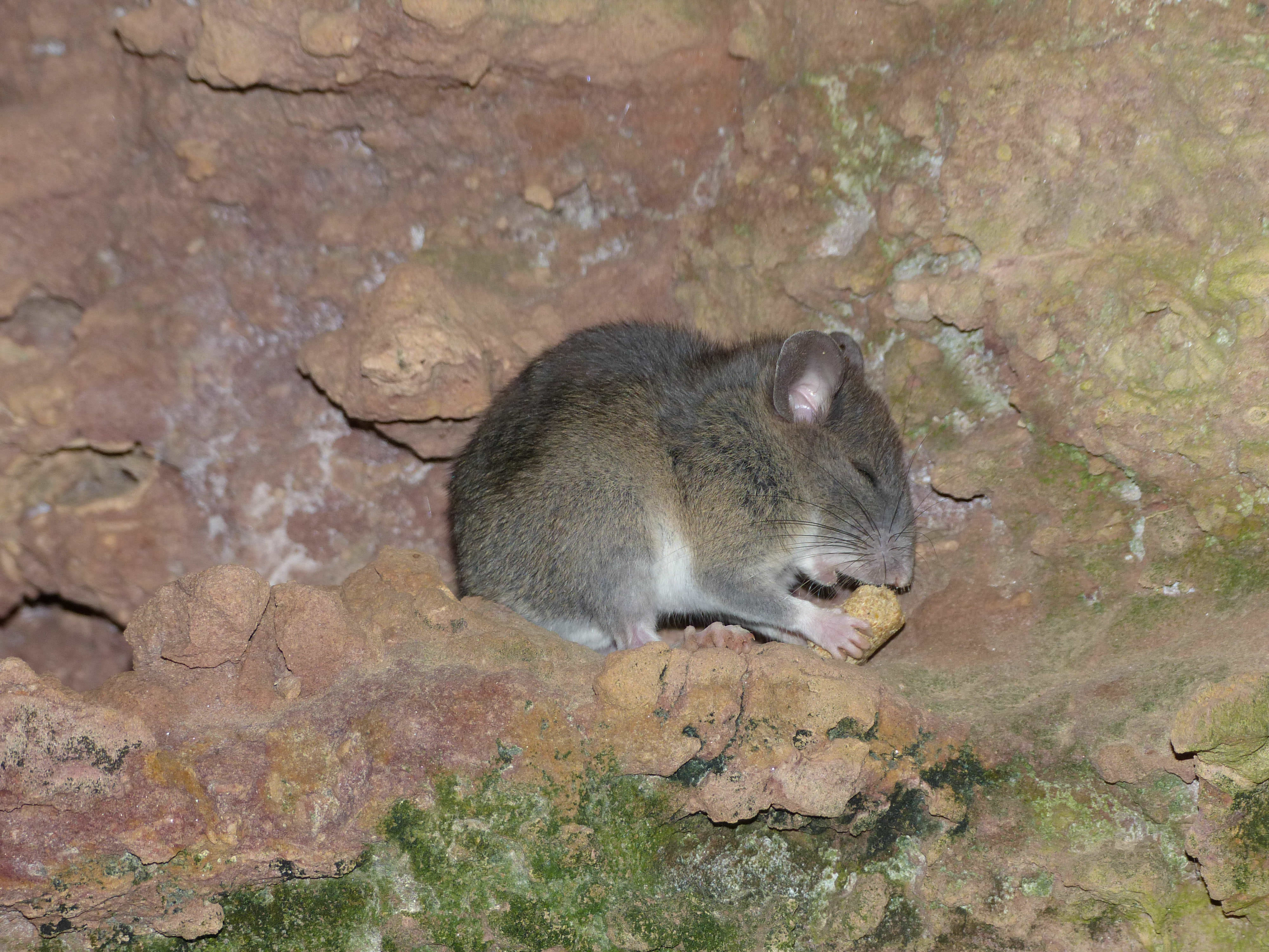 A small gray rodent sits on rocky crevice.