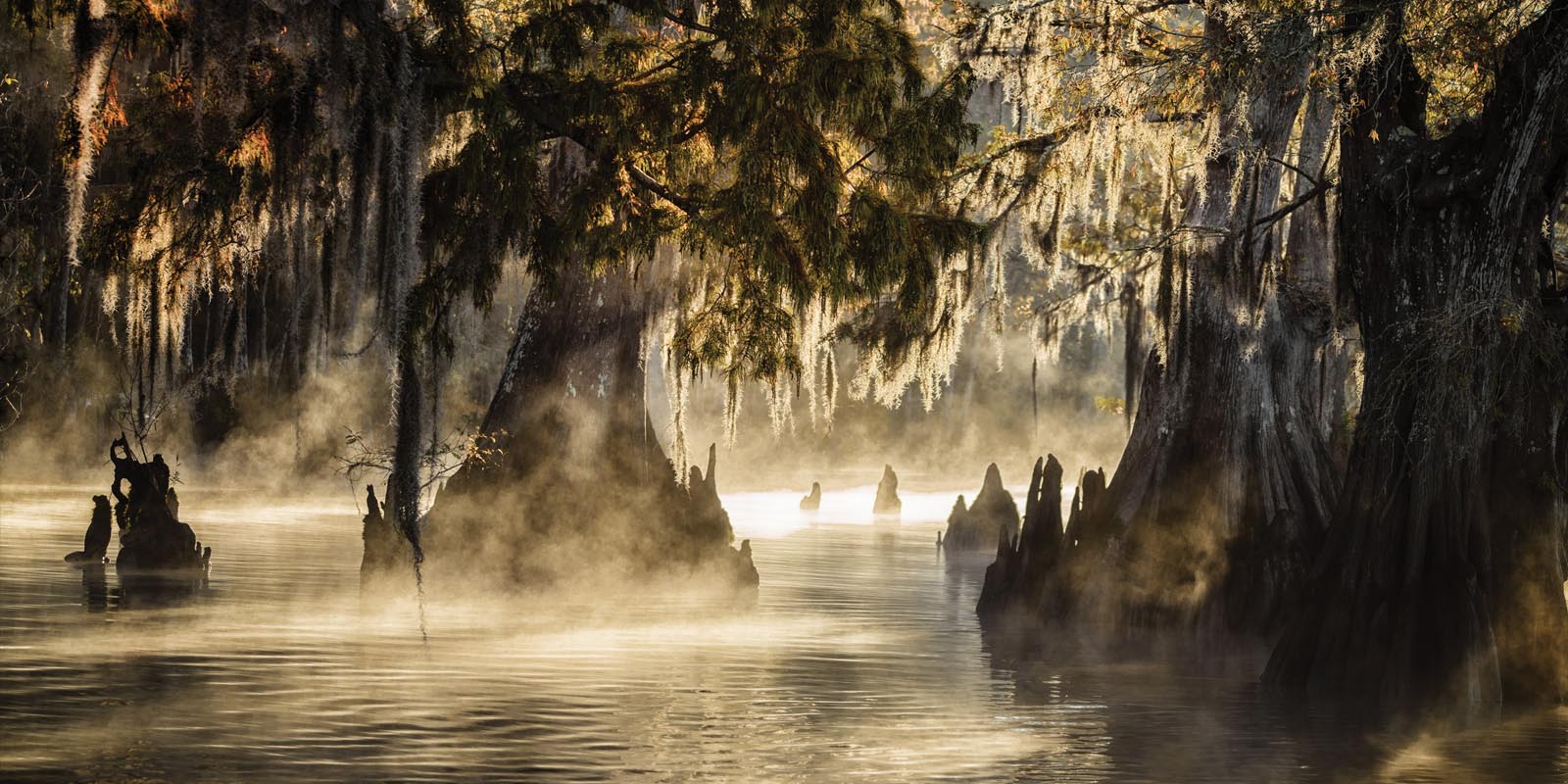 Light filters through Spanish moss in the swamp.