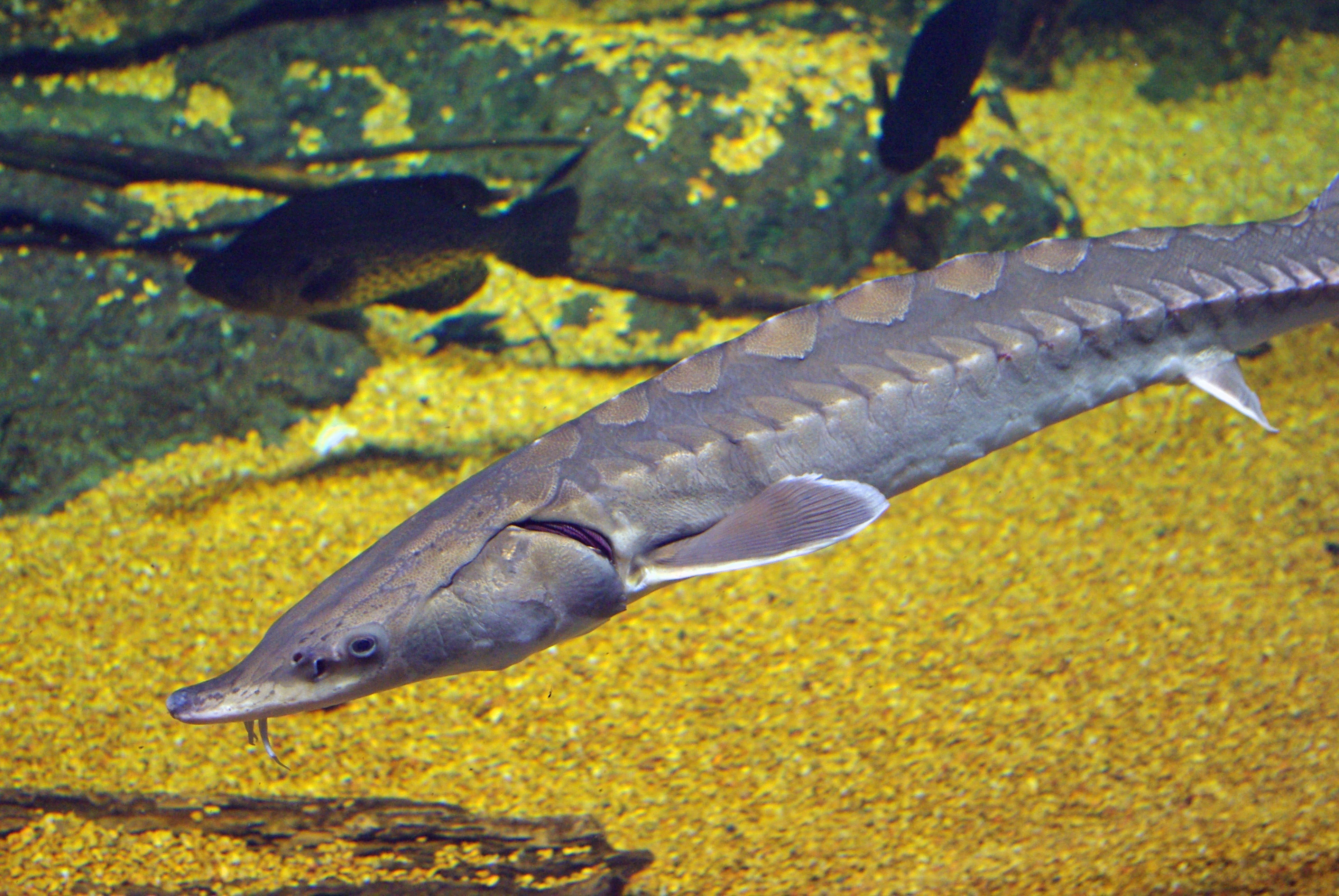 A close up view of an Atlantic sturgeon in front of silhouettes of other fish with golden sand and rocks behind.