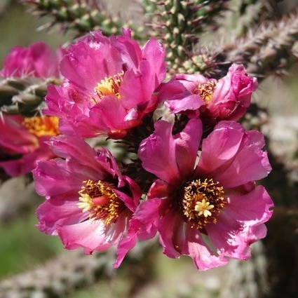 Vibrant, pink cholla flowers on a sunny day.
