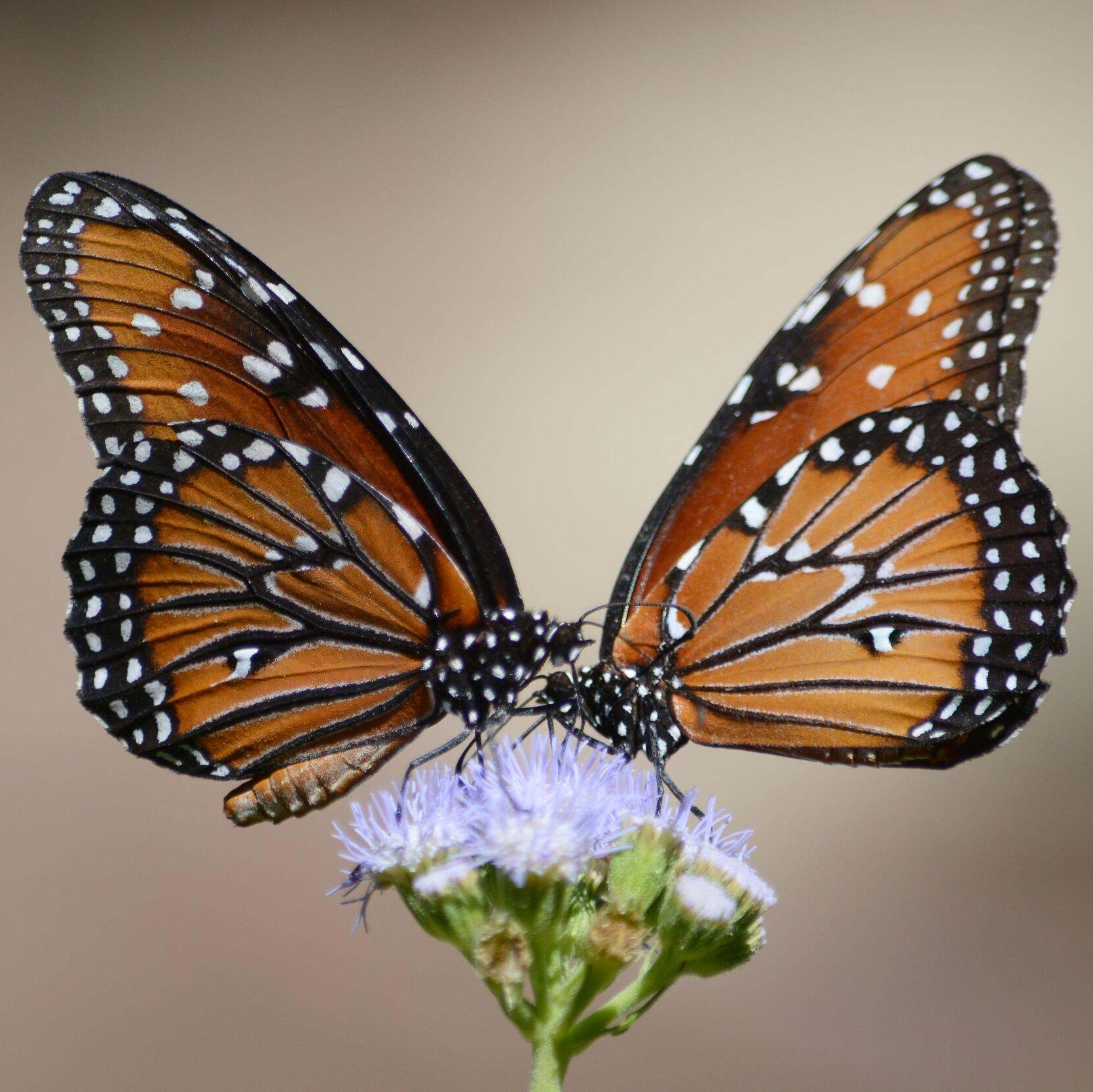 Two monarch butterflies sit on a purple flower.