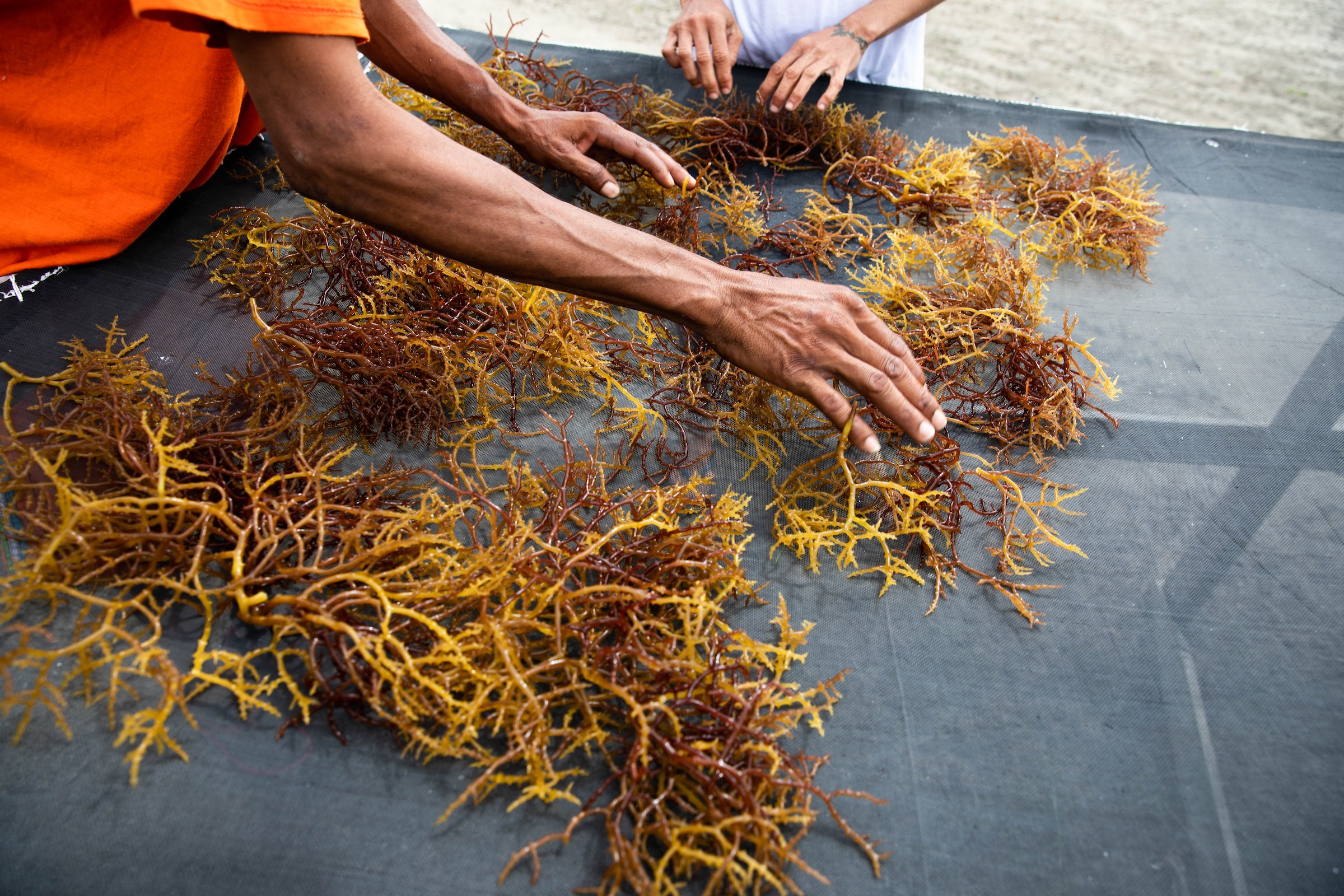 Women sorting seaweed in Belize.