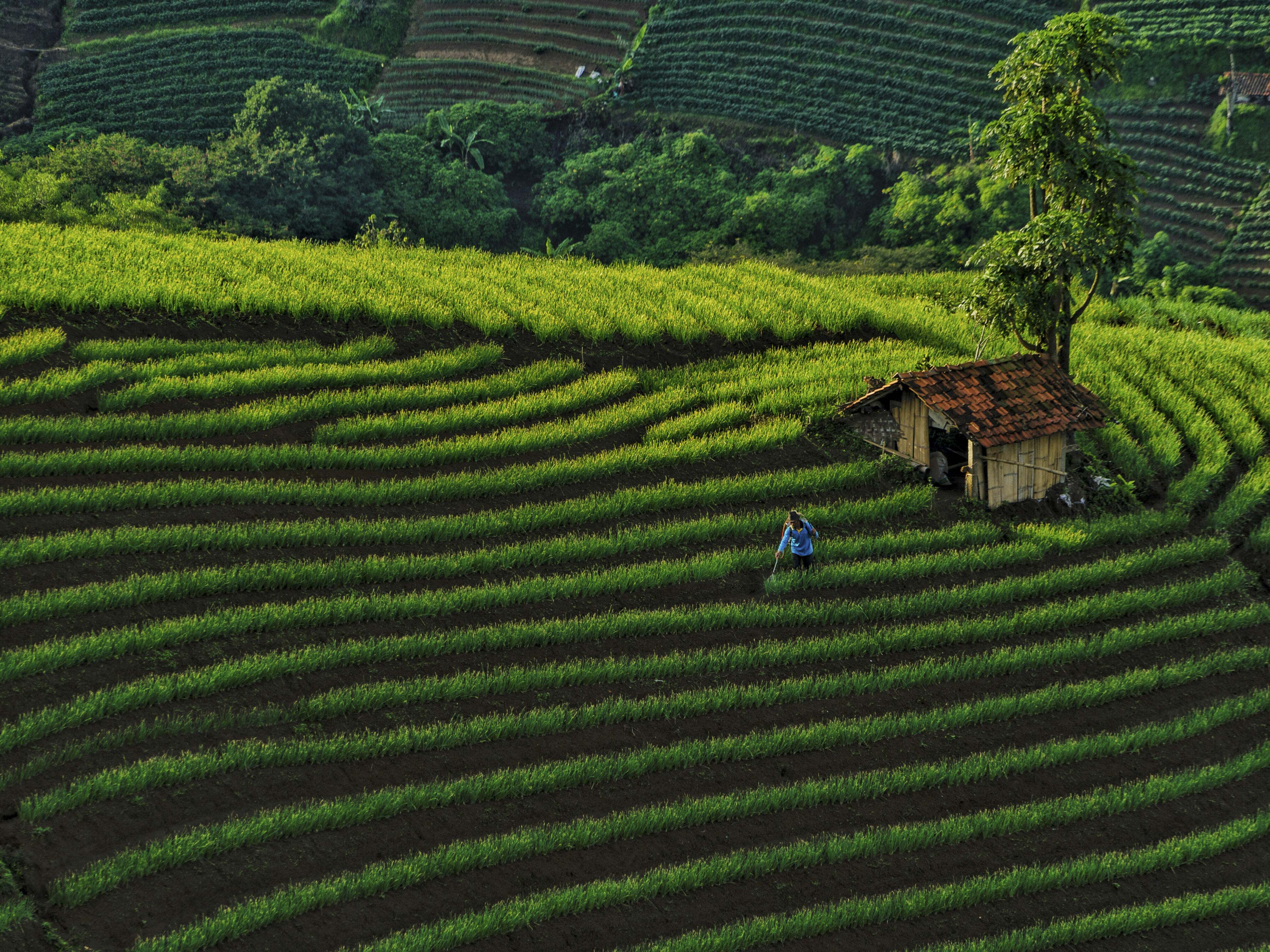 A person stands amongst rows of bright green hedges.