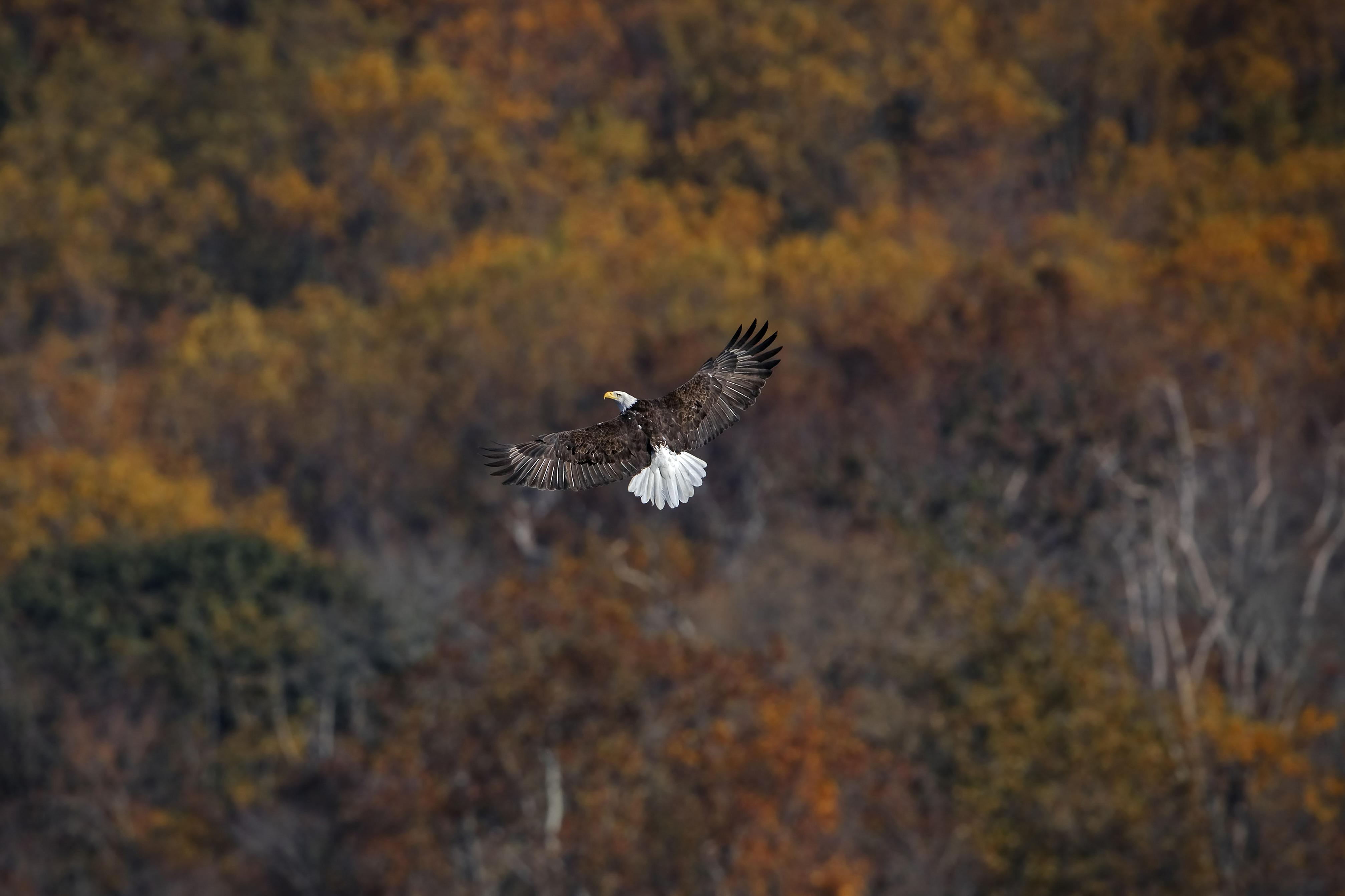 A bald eagle soaring high above an autumnal forest. 