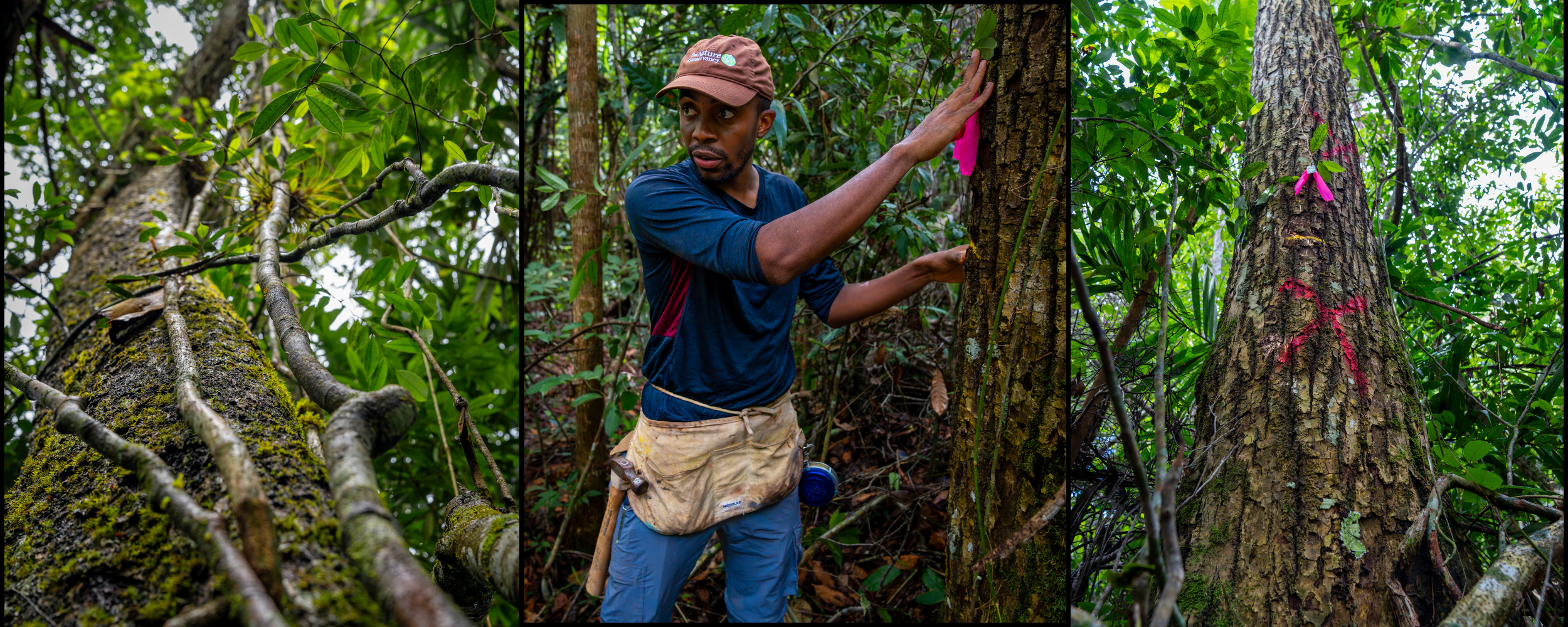 A scientist looks at a tree.