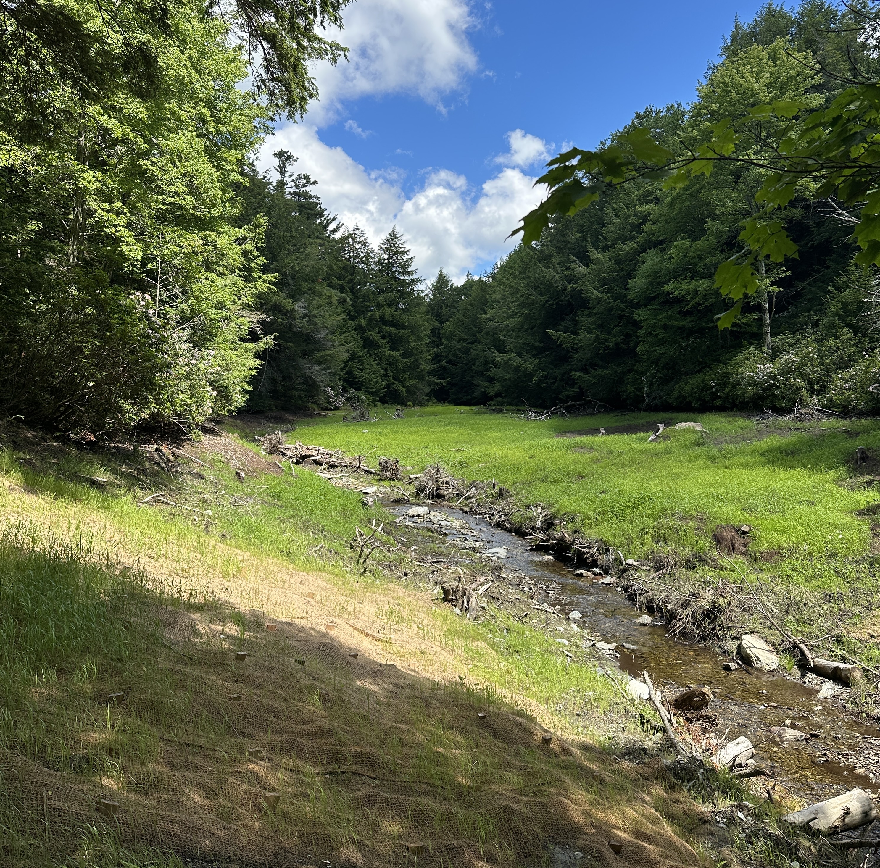 A small stream flows through greenery and forested land.