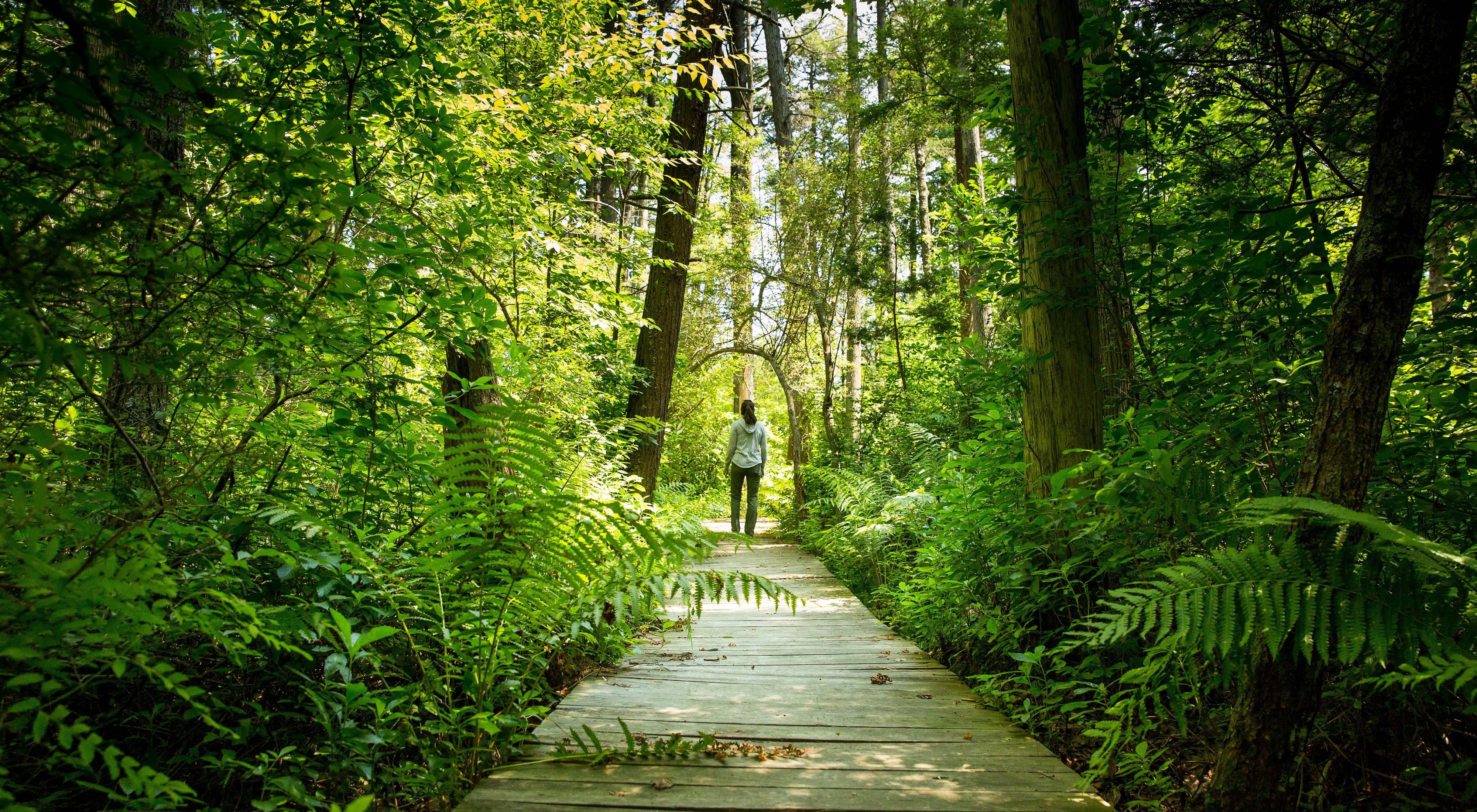 A boardwalk leads into a forest.