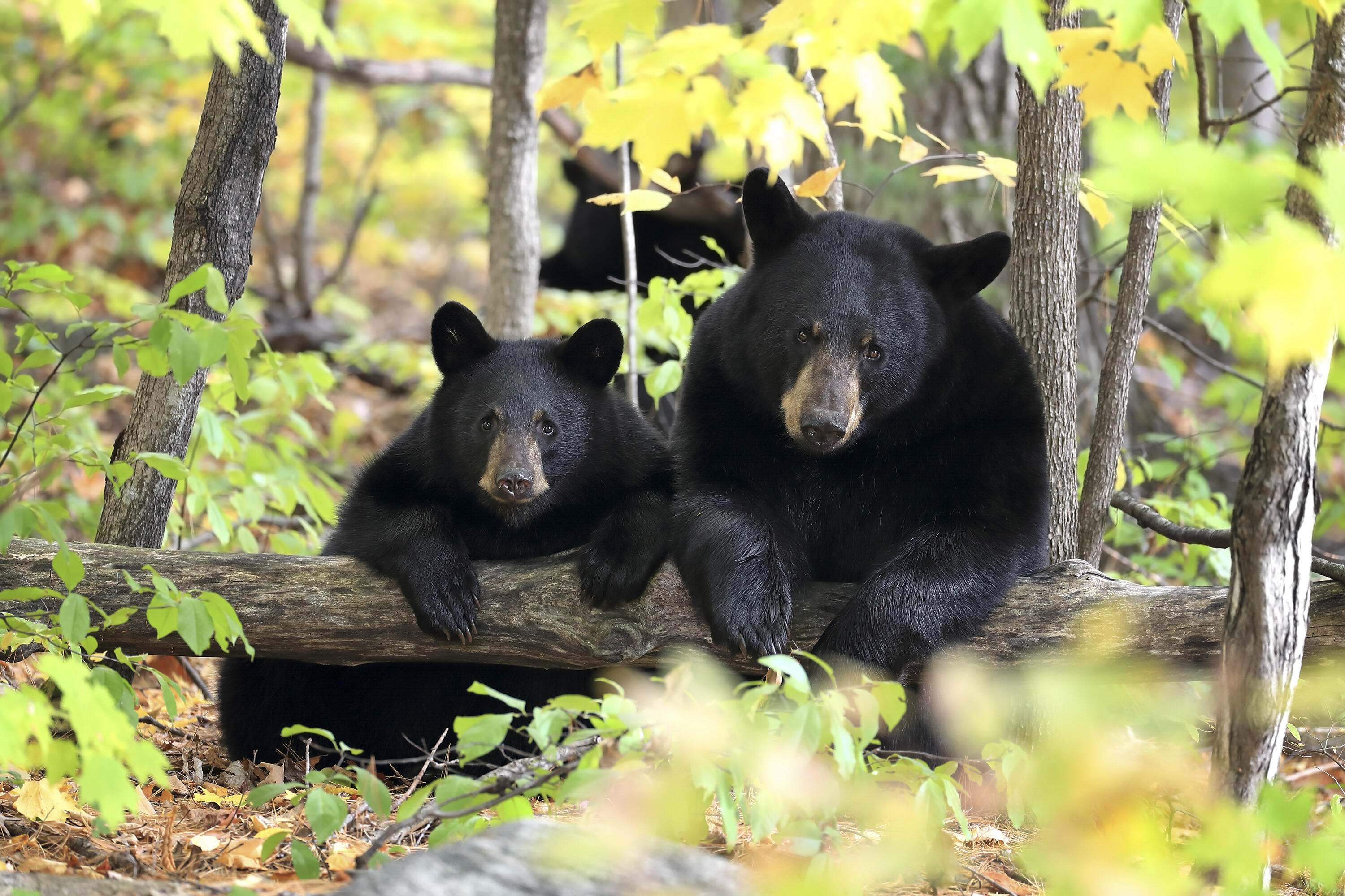 A black bear and her cub laying with their front paws over a fallen log in a forest.