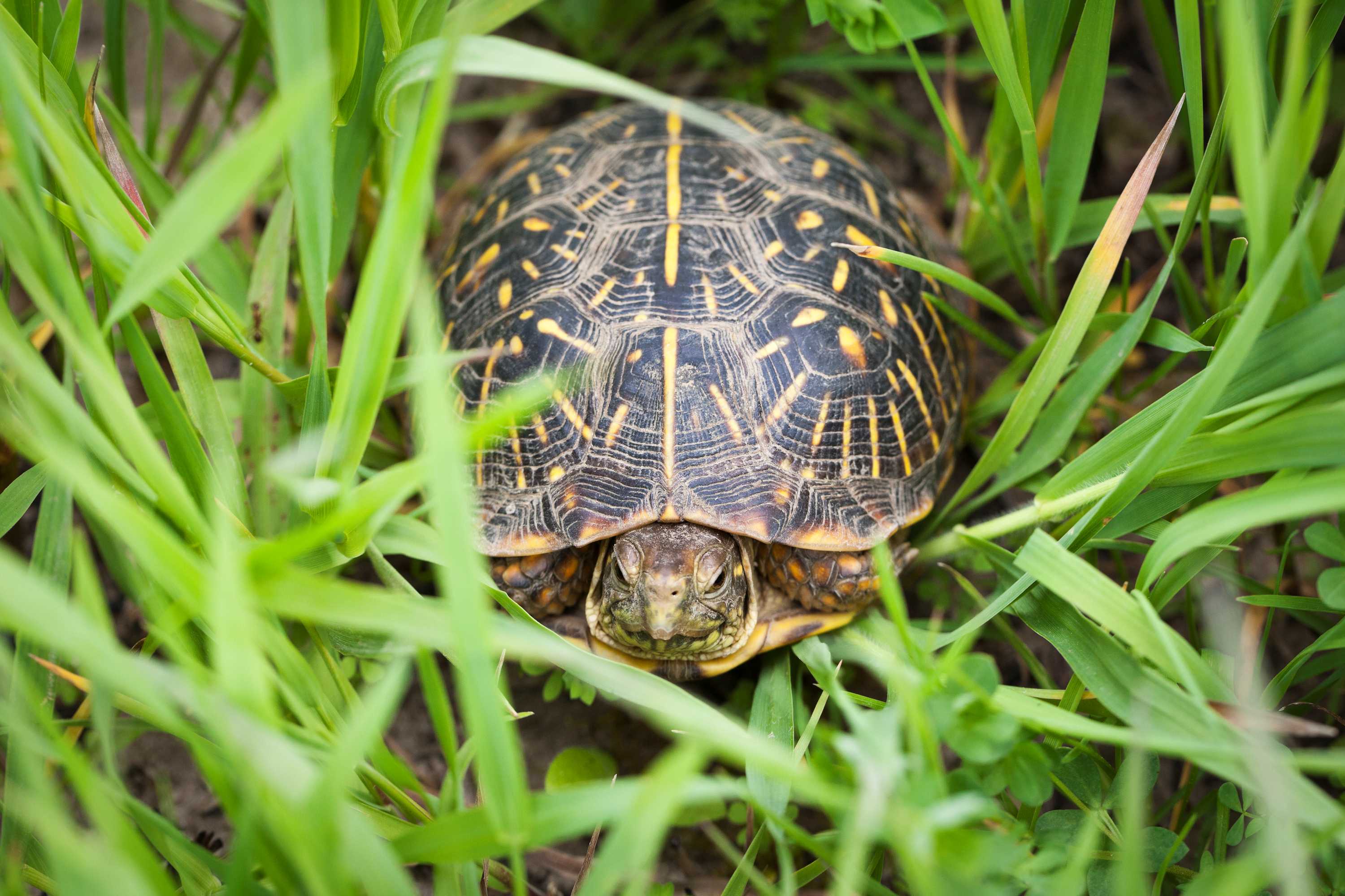 An ornate turtle sits amid grass.