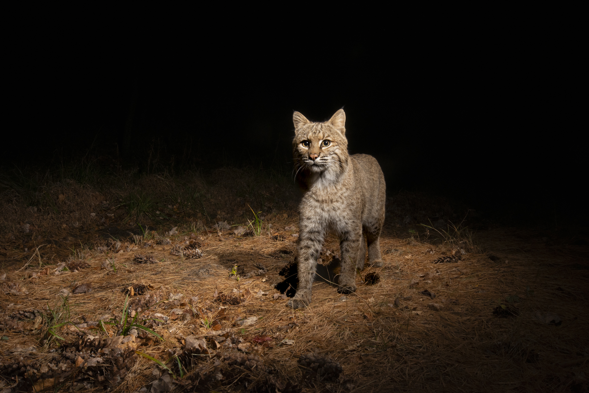 A bobcat.