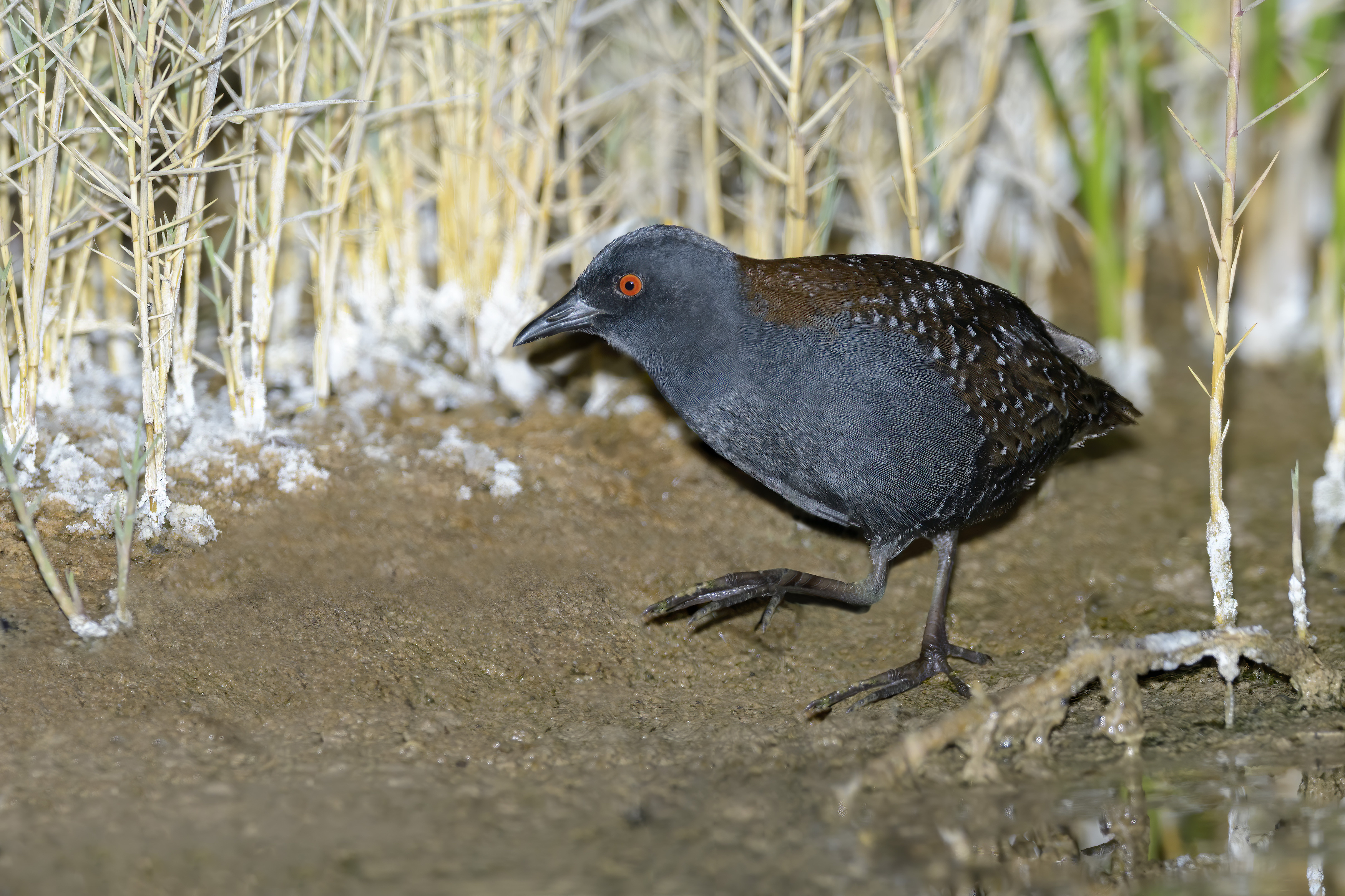 A black bird with red eyes walks along a dirt path.