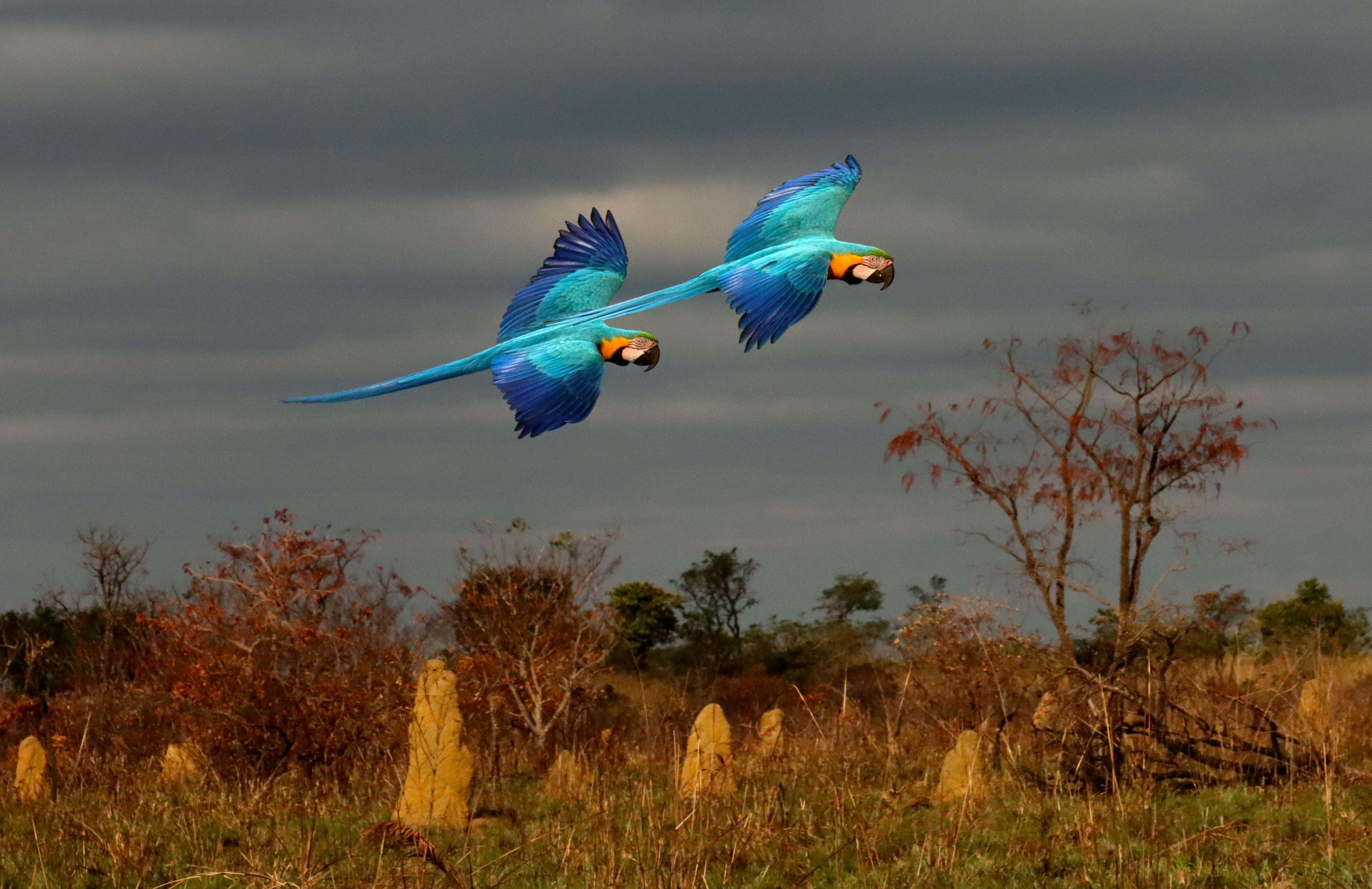 Yellow and blue macaws in flight in Brazilian Cerrado.