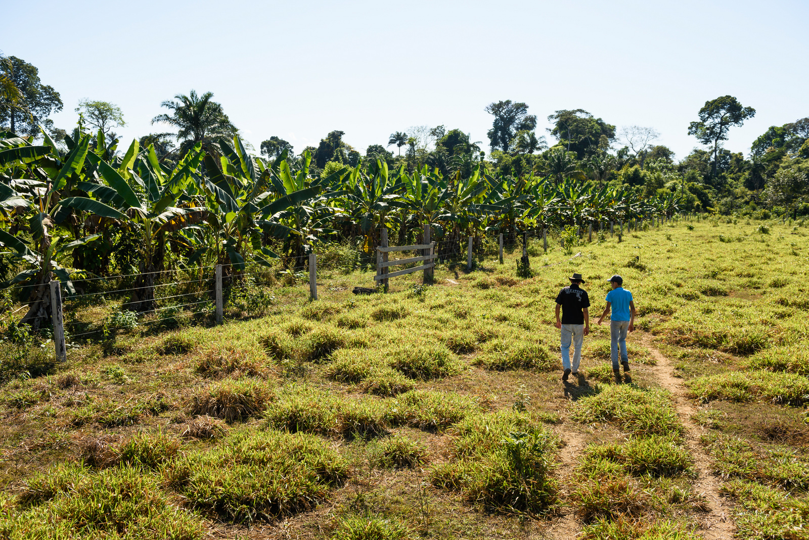 Agricultura regenerativa con cacao en Brasil. 
