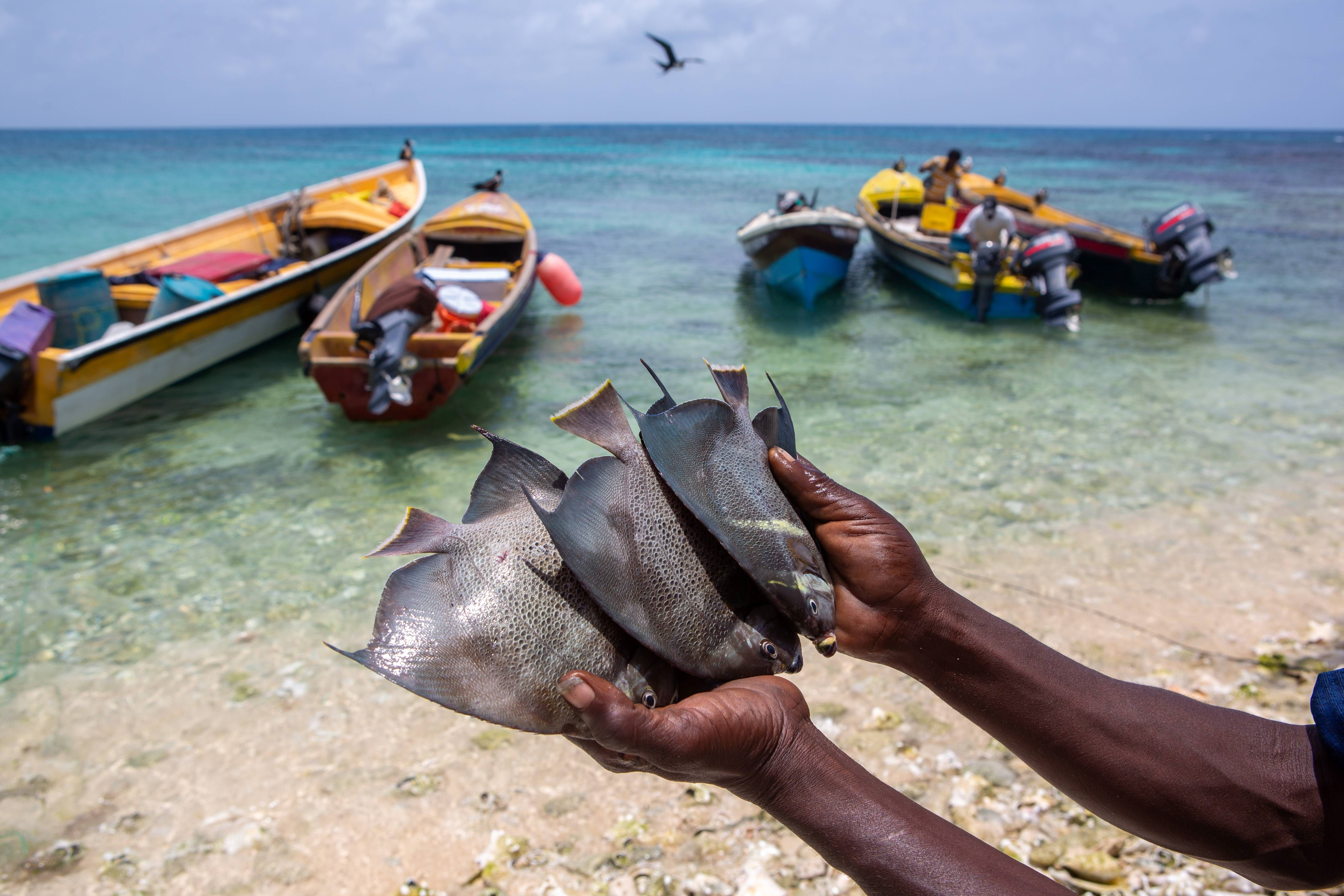 A man holds fish on a sandy beach in Jamaica.