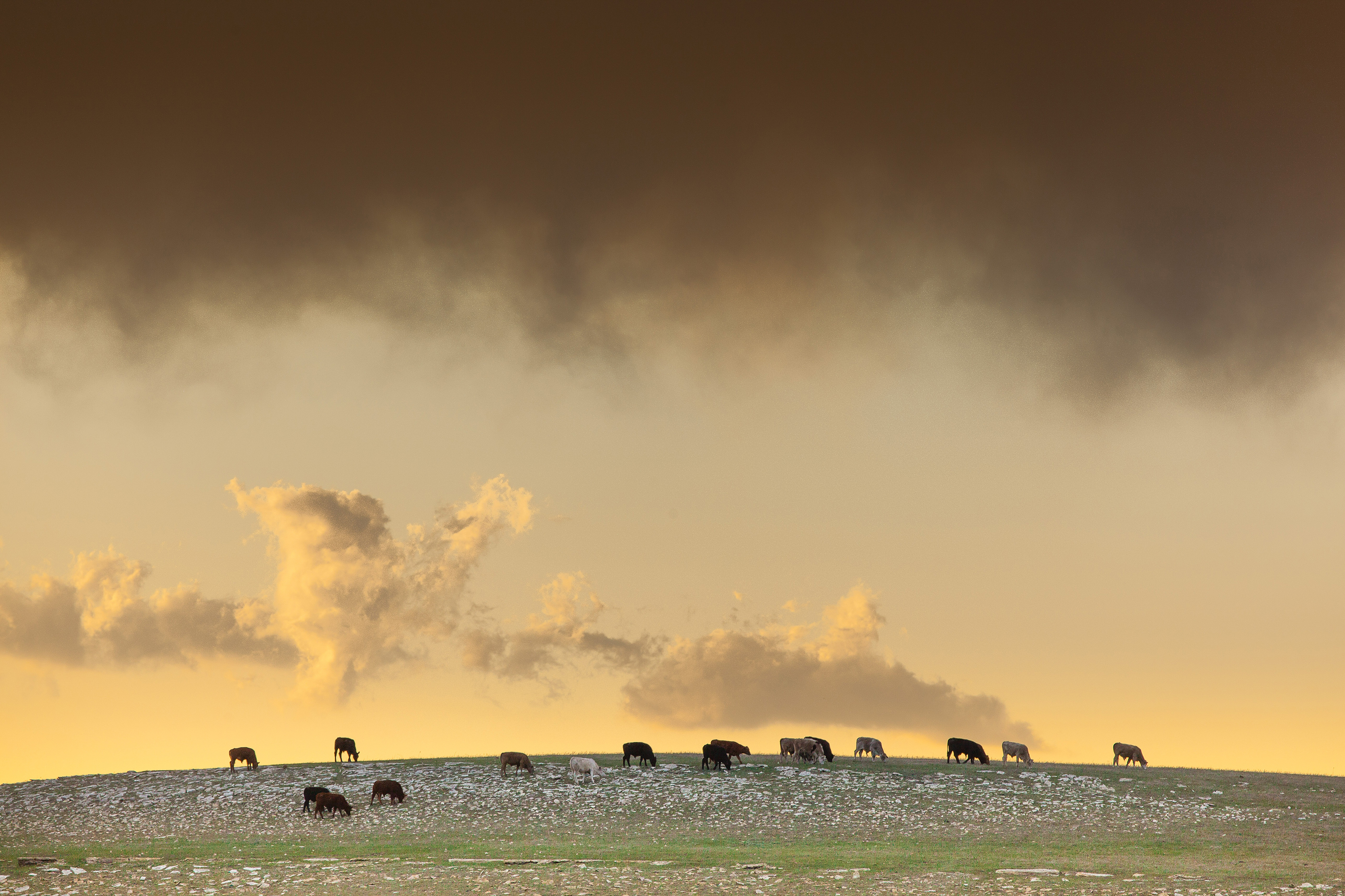 As the sun sets, cattle graze over rolling hills. 