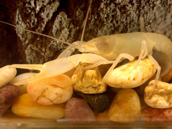 A white cave crayfish climbing over rocks. 