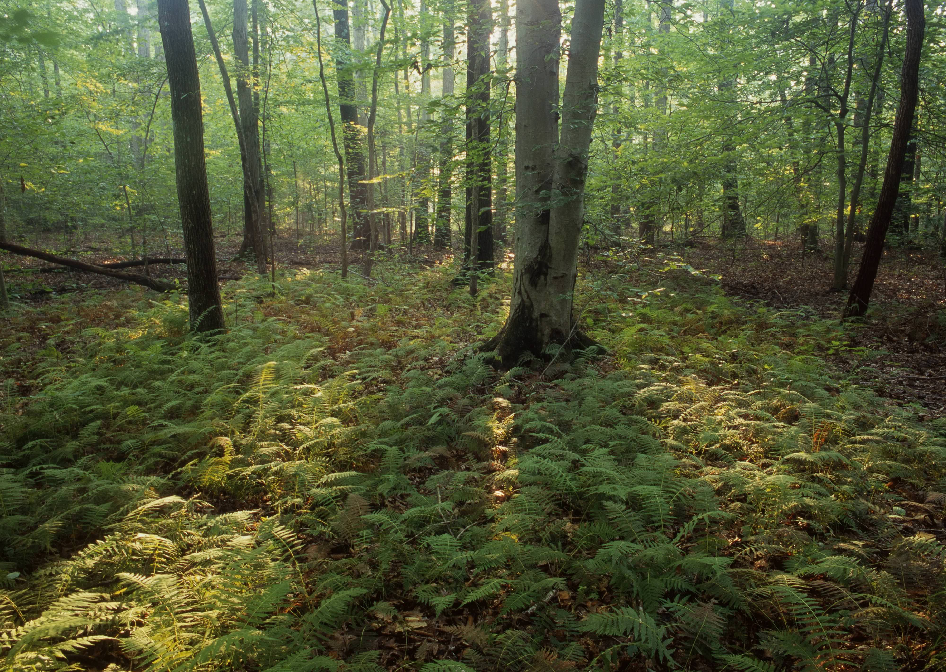 Foreground of ferns in sunlit forest.