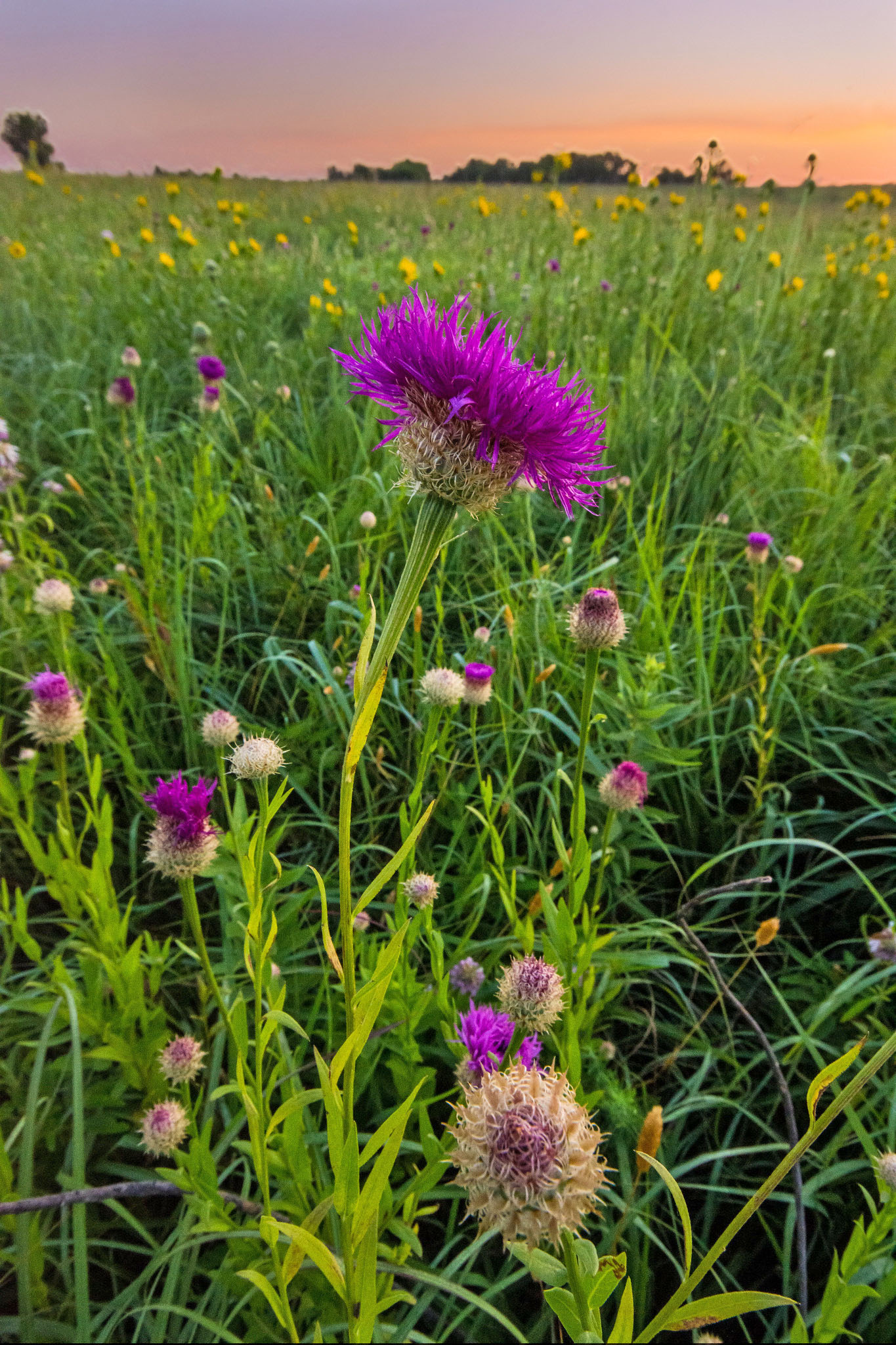 Purple basketflower blooms against bright green grass.