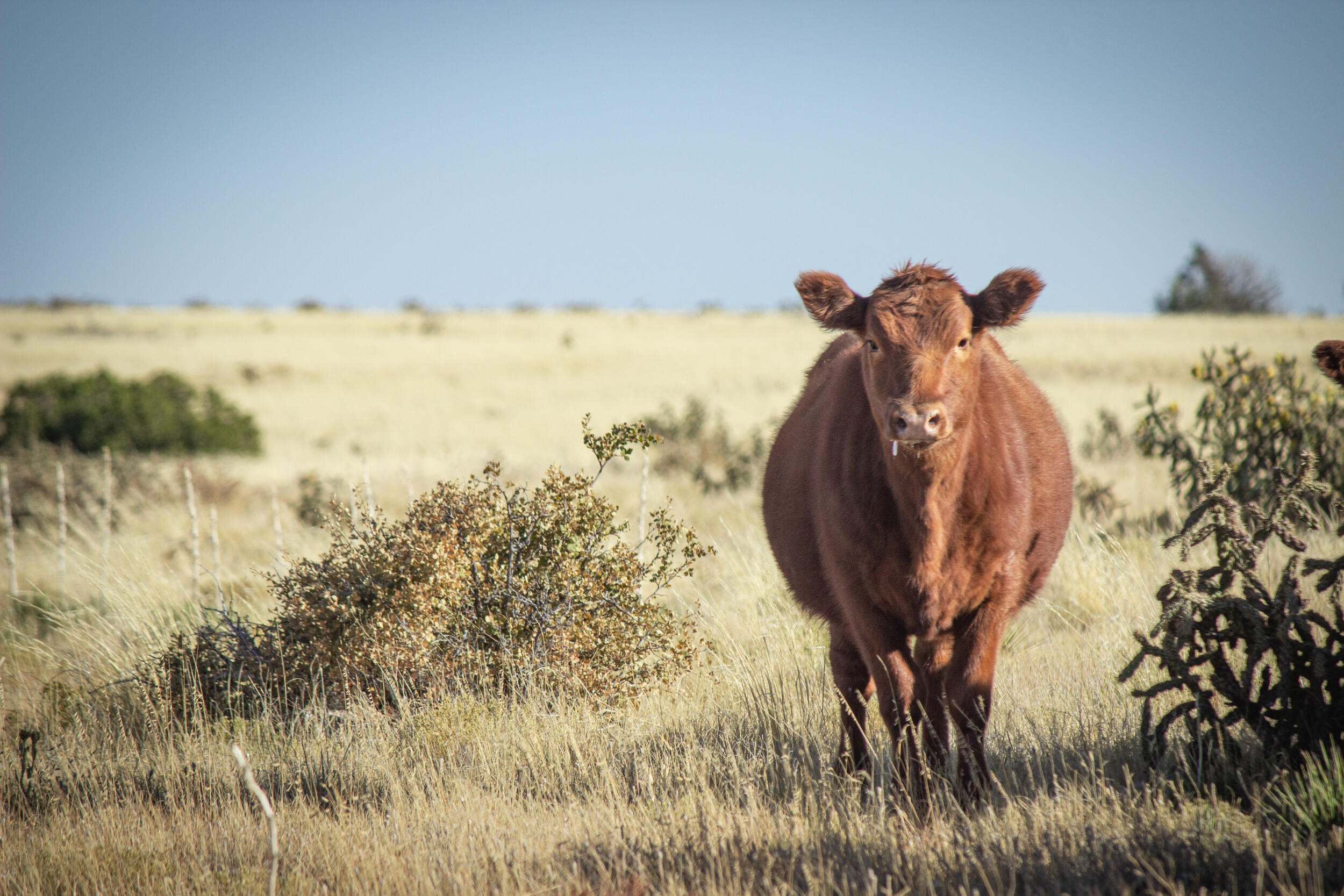 A cow is standing on grasslands, looking at the camera.