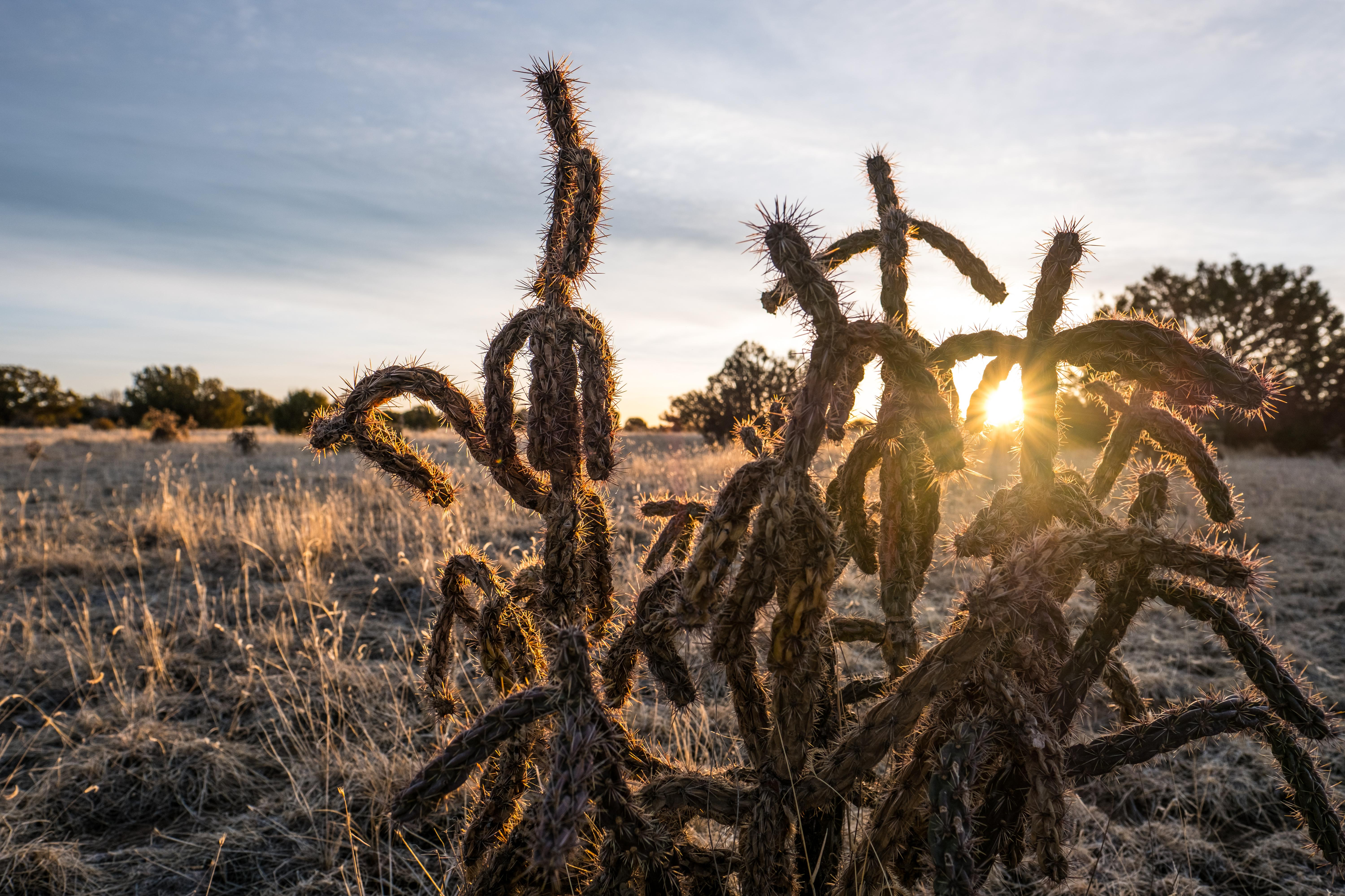 Gnarled cacti with the sun shining through them at the JE Canyon in Colorado.