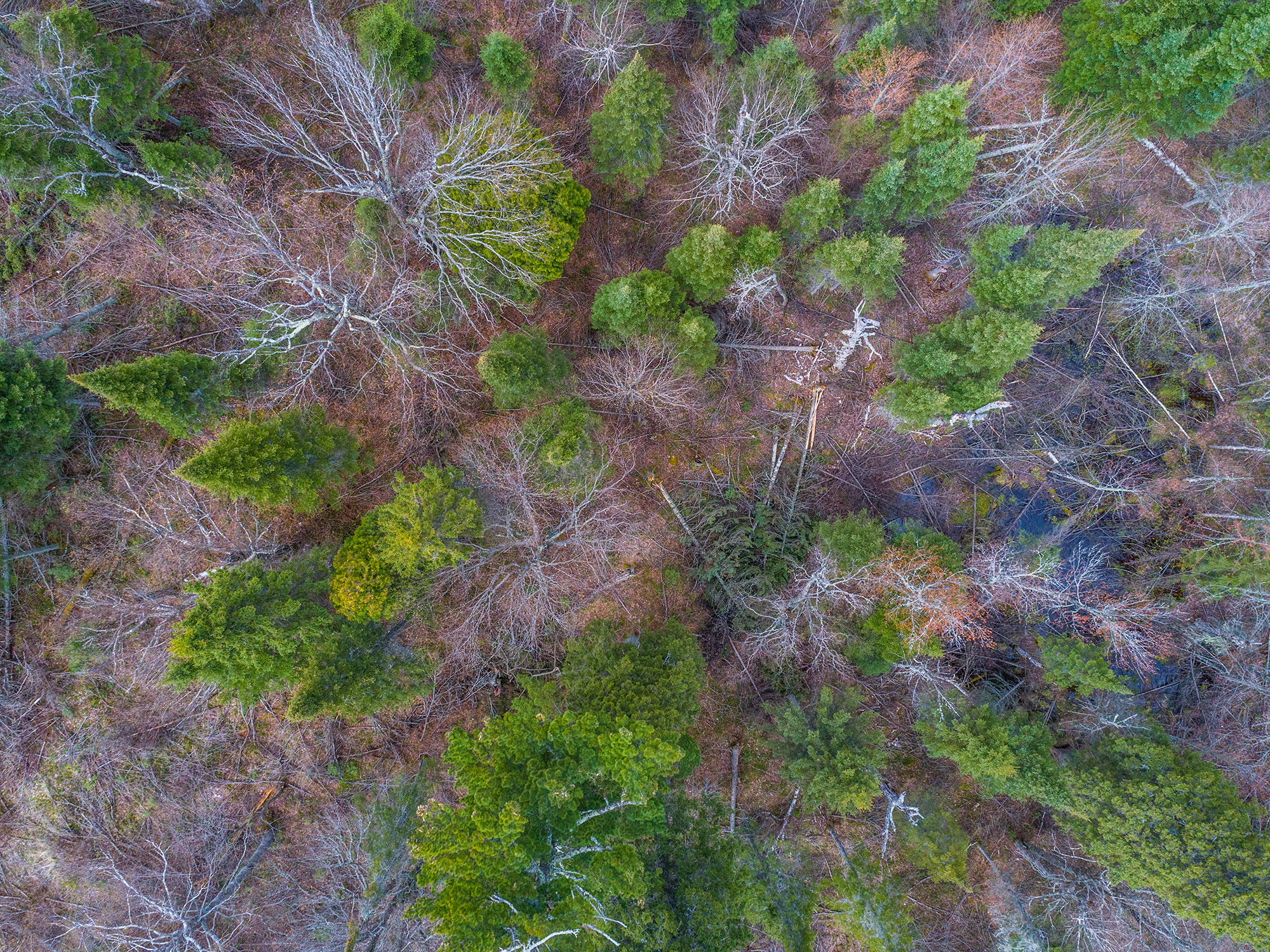 Aerial view of a forest.