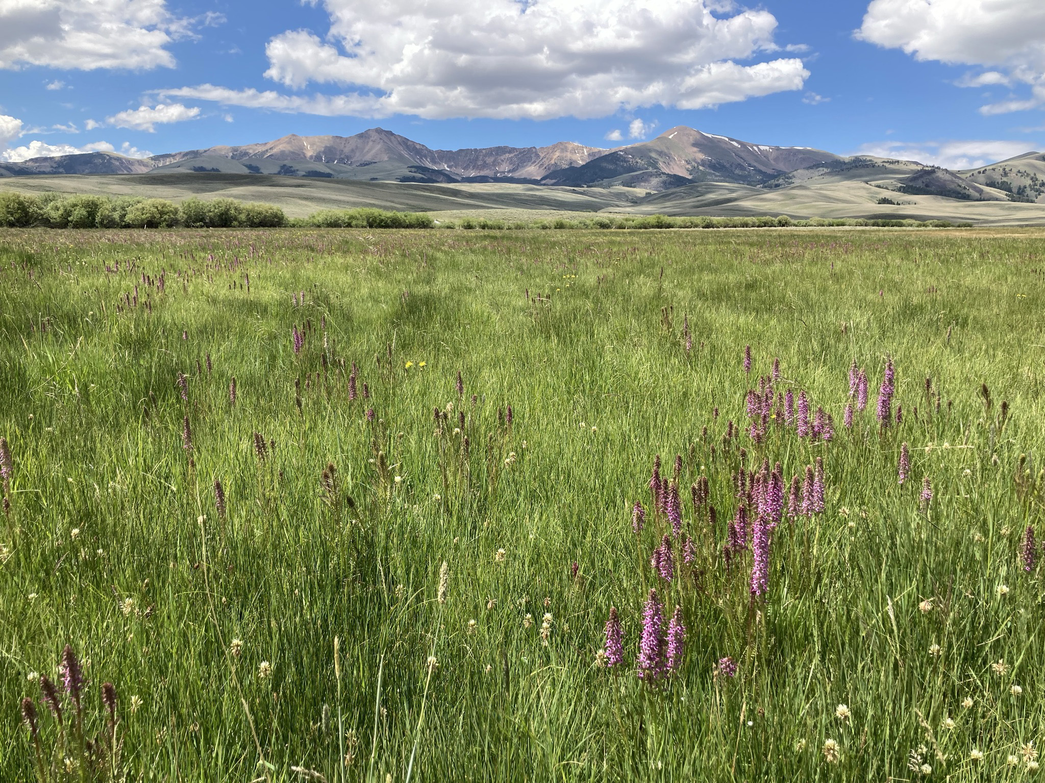 View looking across a vast green landscape with mountains in the distance.