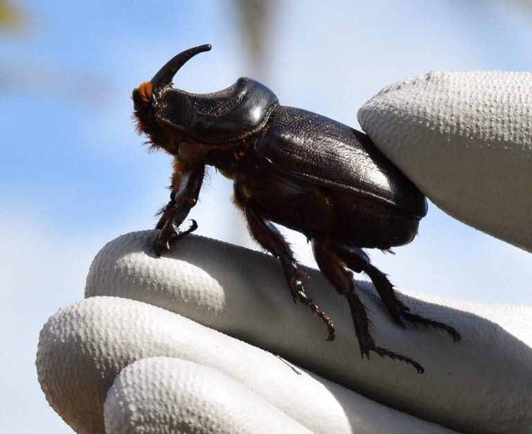 Coconut Rhinoceros Beetle on a gloved hand.