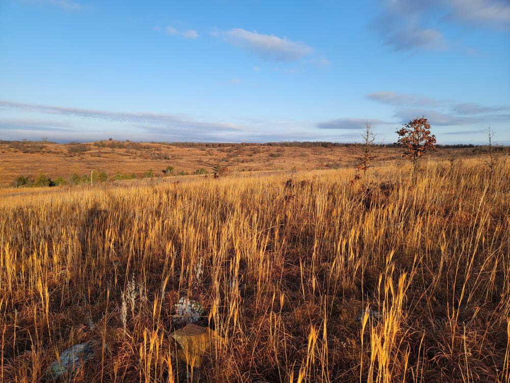 A golden prairie stretches to the horizon, where it meets a clear blue sky.