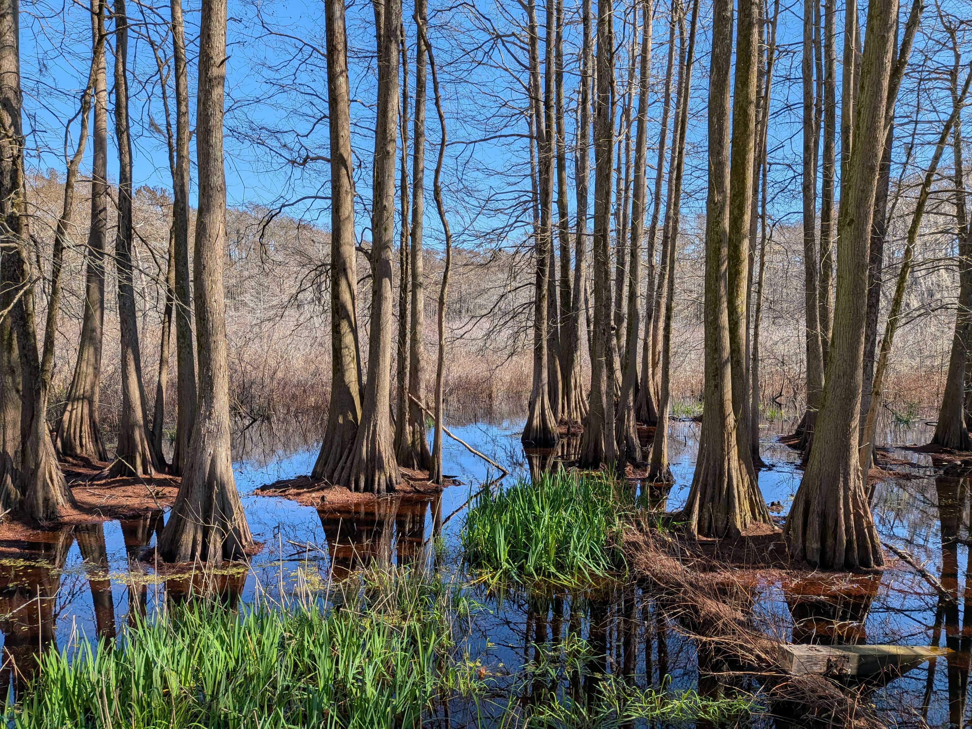 Stand of trees at the Preserve.