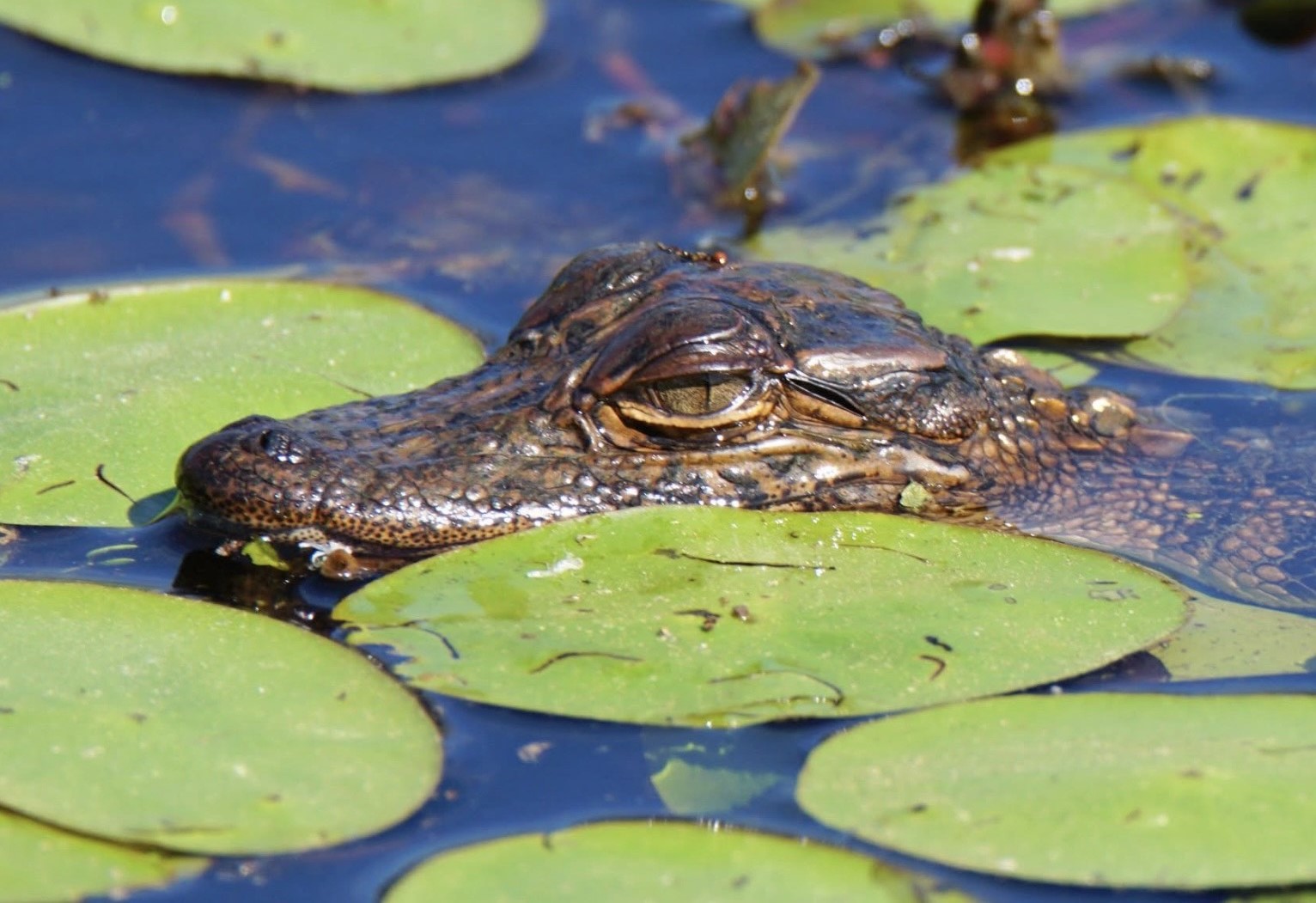 An alligator emerges from under the water.