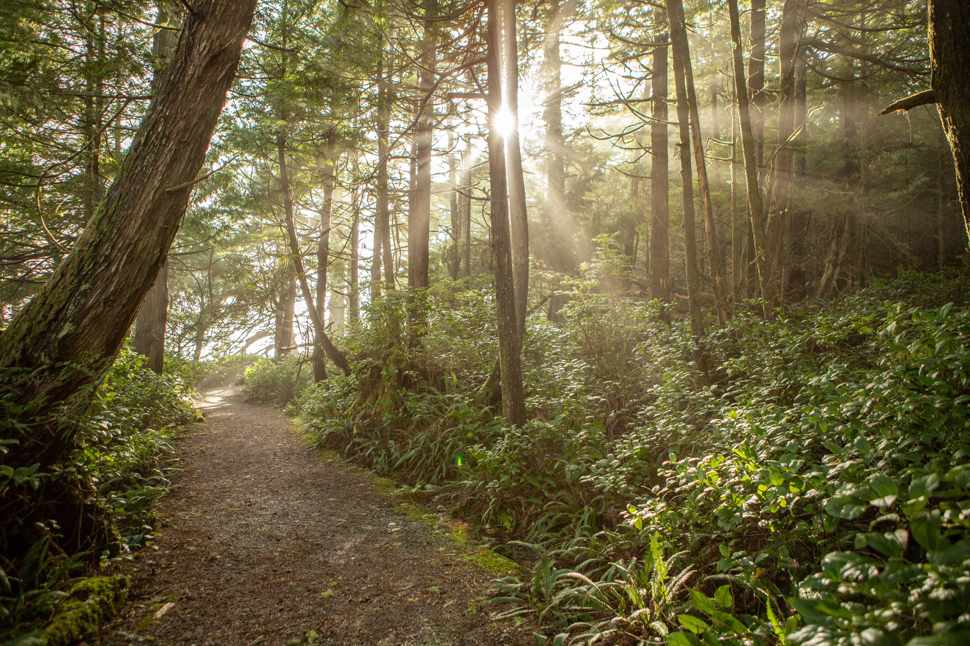 A dirt trail extends through a dense forest with the sun streaming in between thin trees.