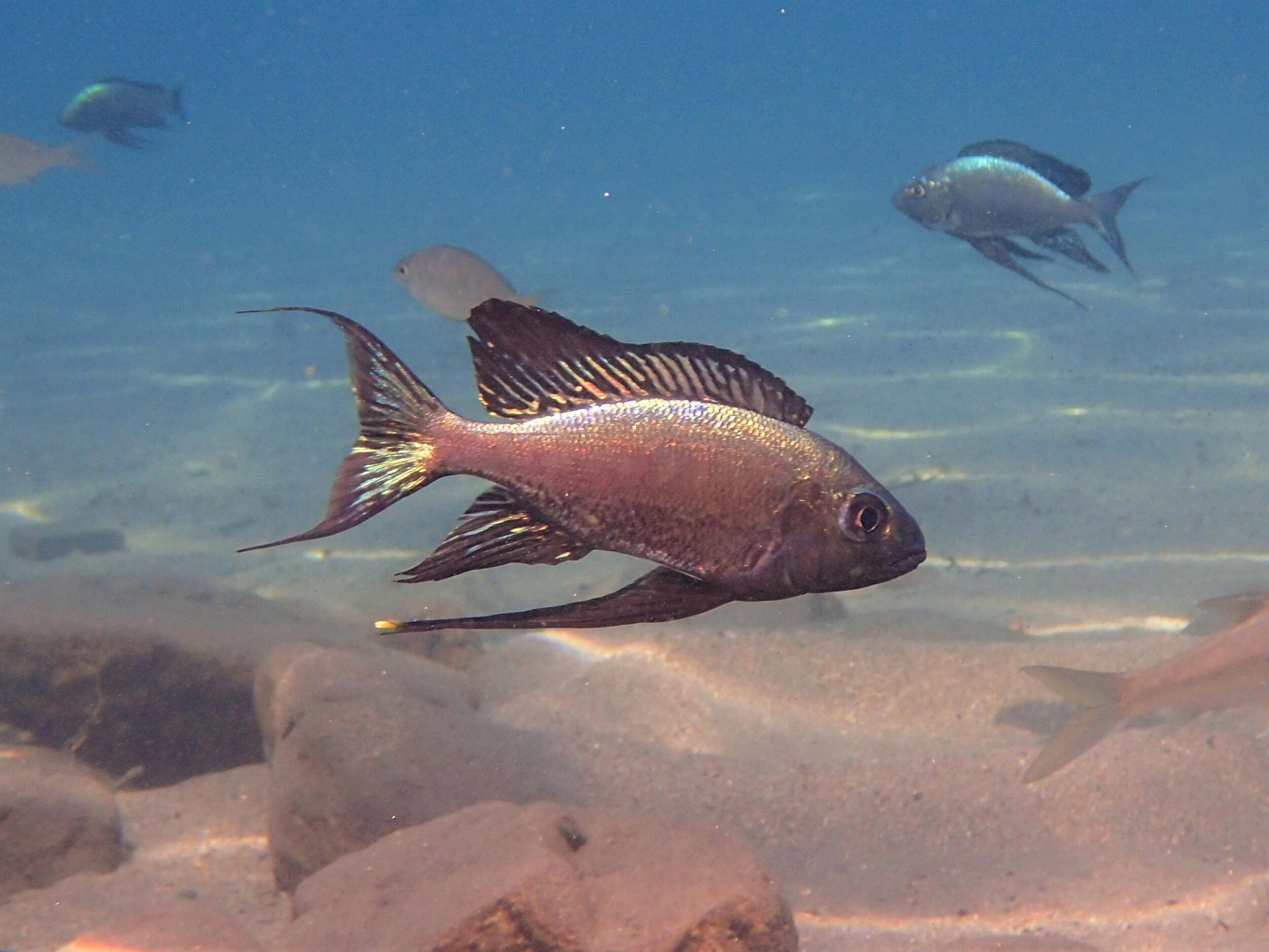 A cichlid pictured underwater.