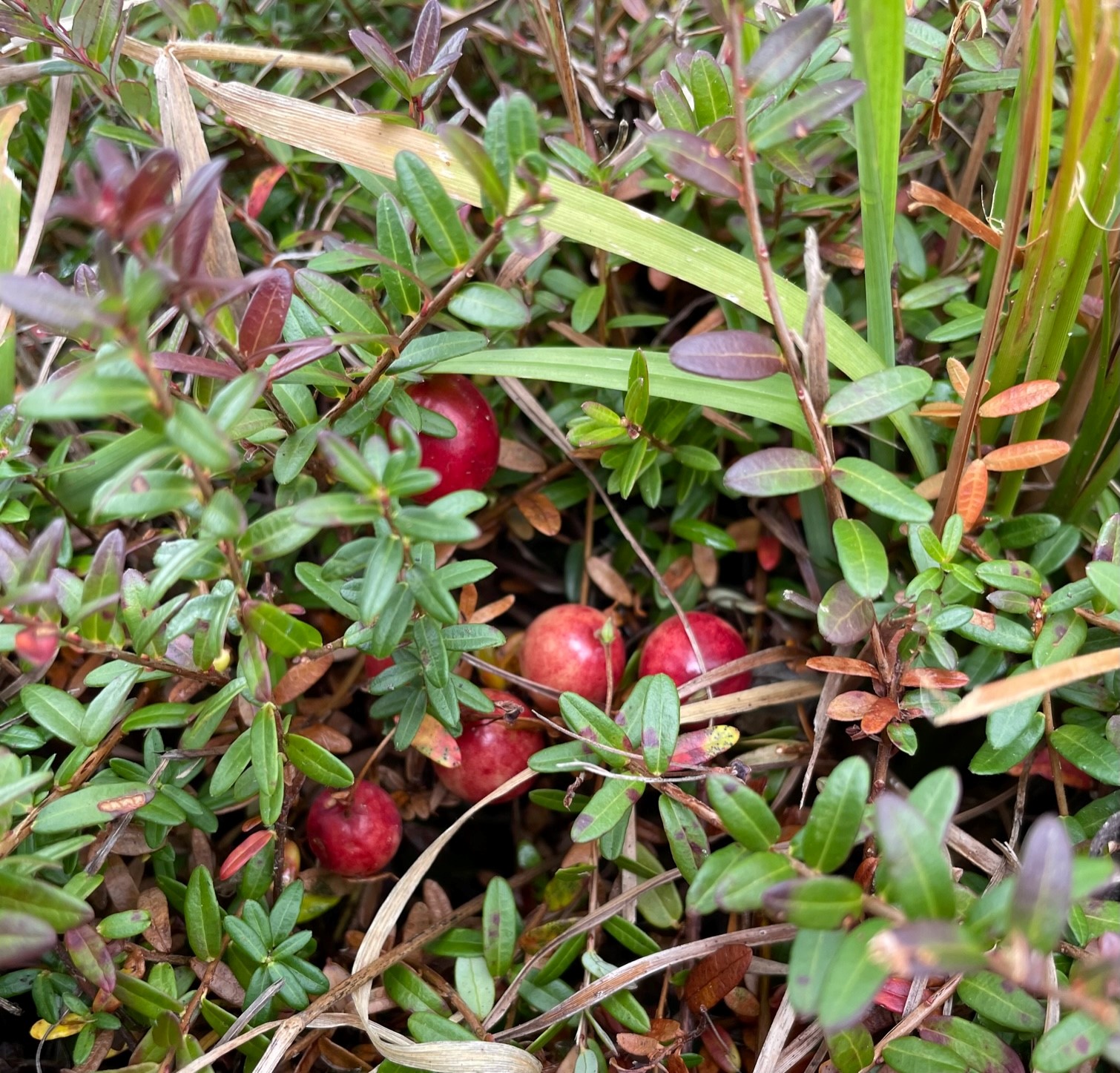 Green leaves surround big red berries.