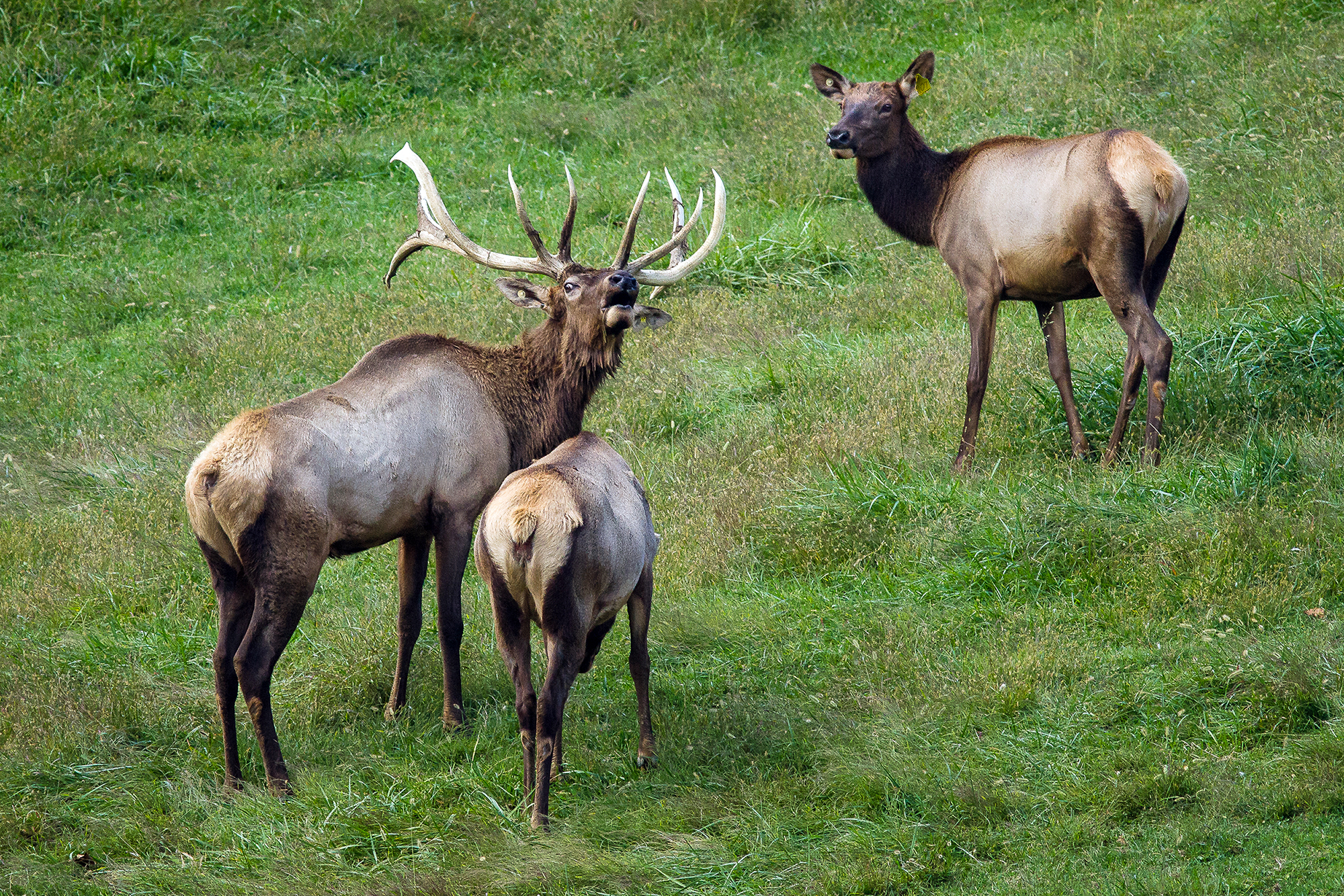Three elk roaming.