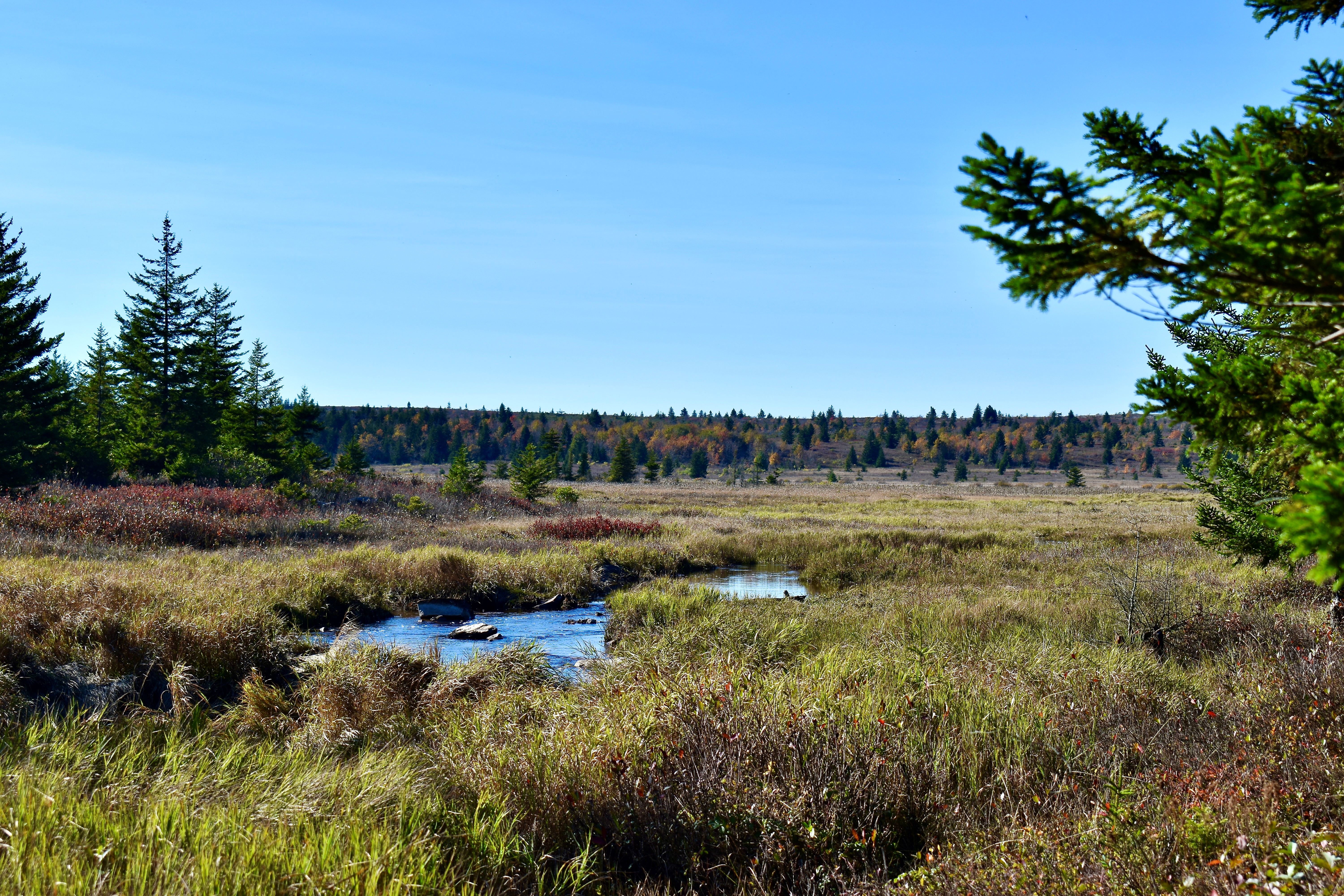 A view of a small pool of water in a grassy meadow on the outskirts of a dense forest.