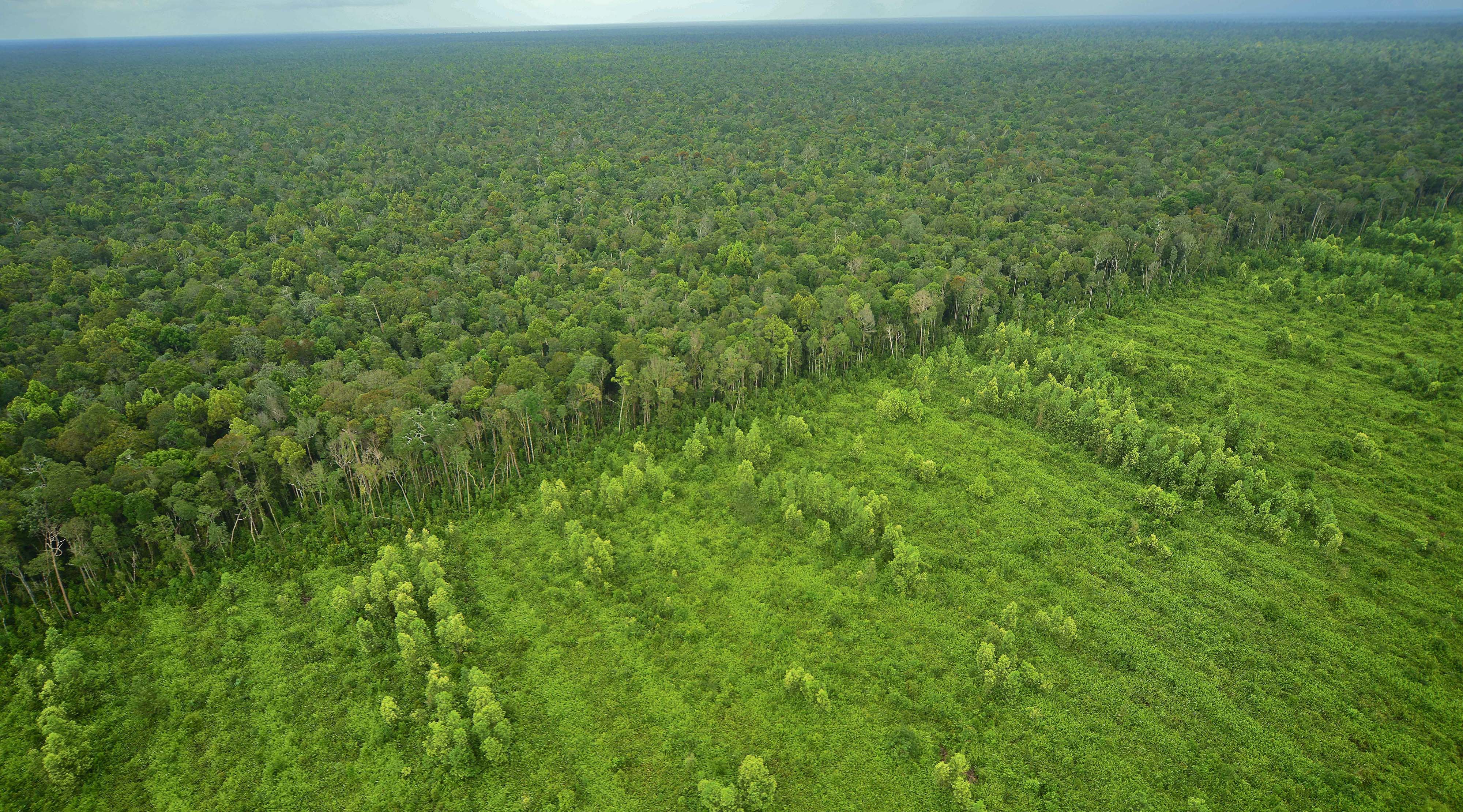 Aerial view showing deforestation.